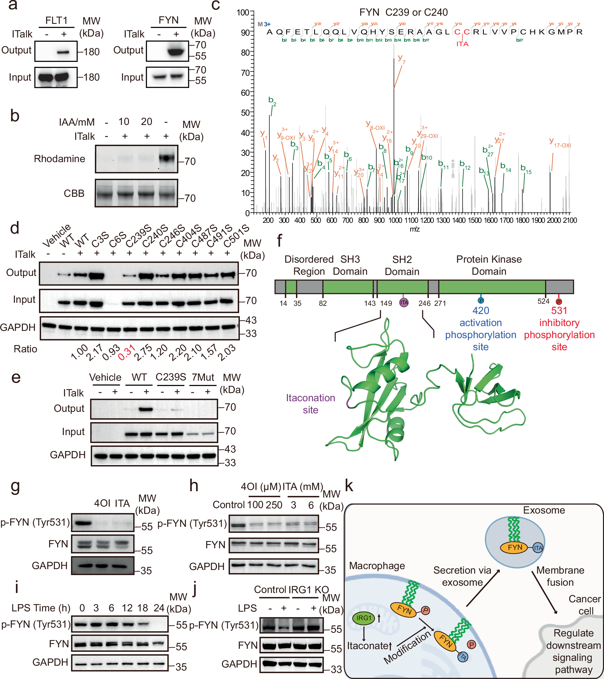 Fig. 5: Itaconation at Cys239 enhances FYN kinase activity.
