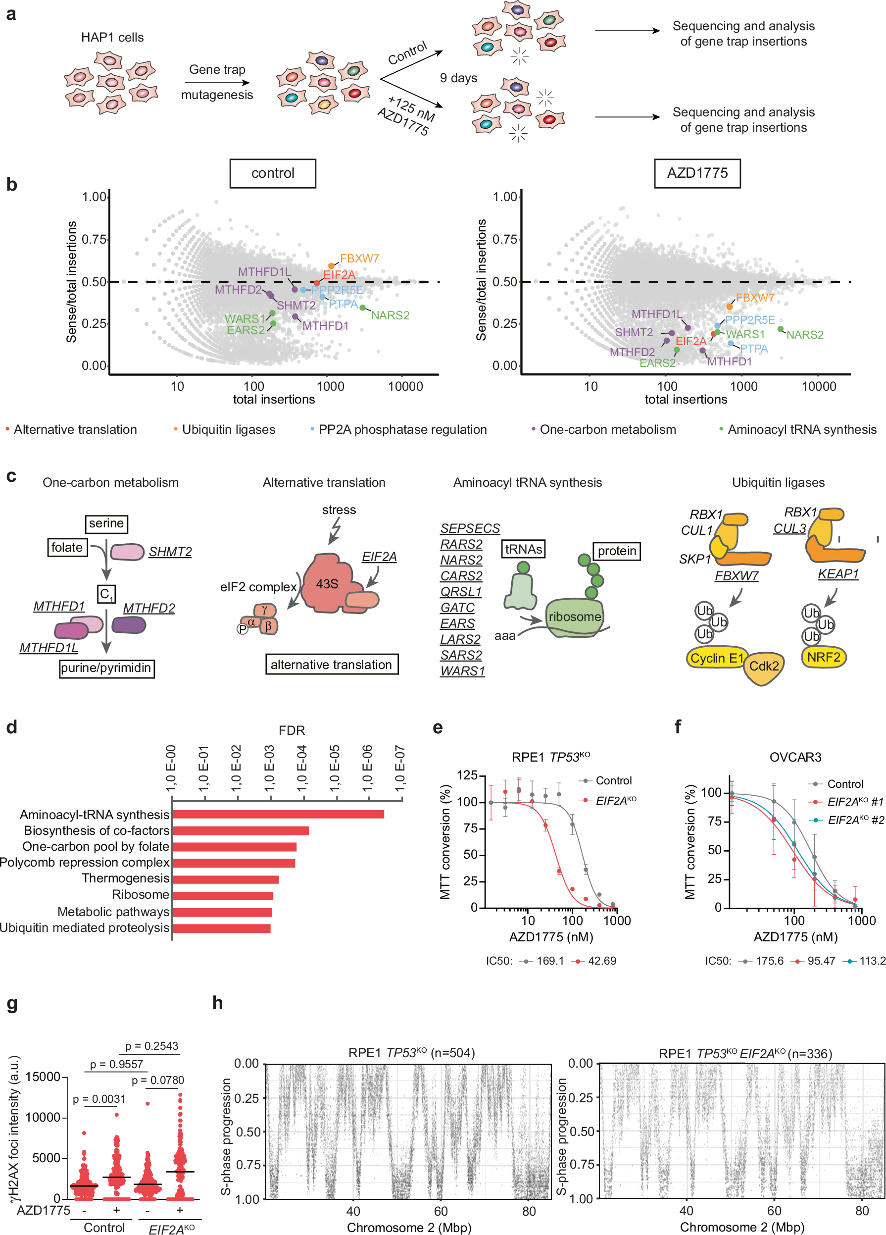 Fig. 1: Loss of EIF2A sensitizes cells to WEE1 inhibition.