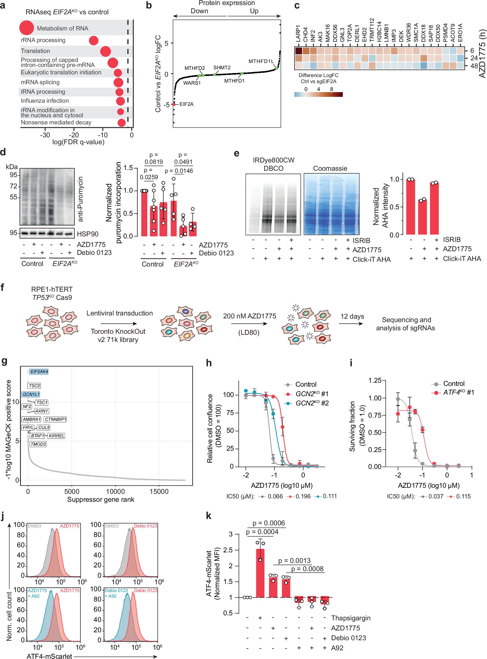 Fig. 2: WEE1 inhibitors induce a translational attenuation mediated by GCN2 and the integrated stress response.