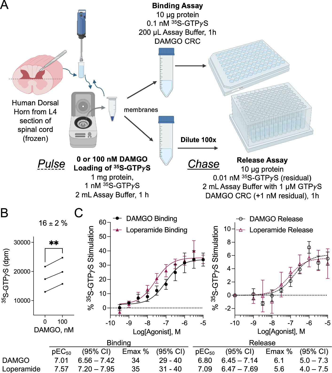 Fig. 7: Demonstration of 35S-GTPγS binding and release in membrane preparations from dorsal horn of human spinal cord.