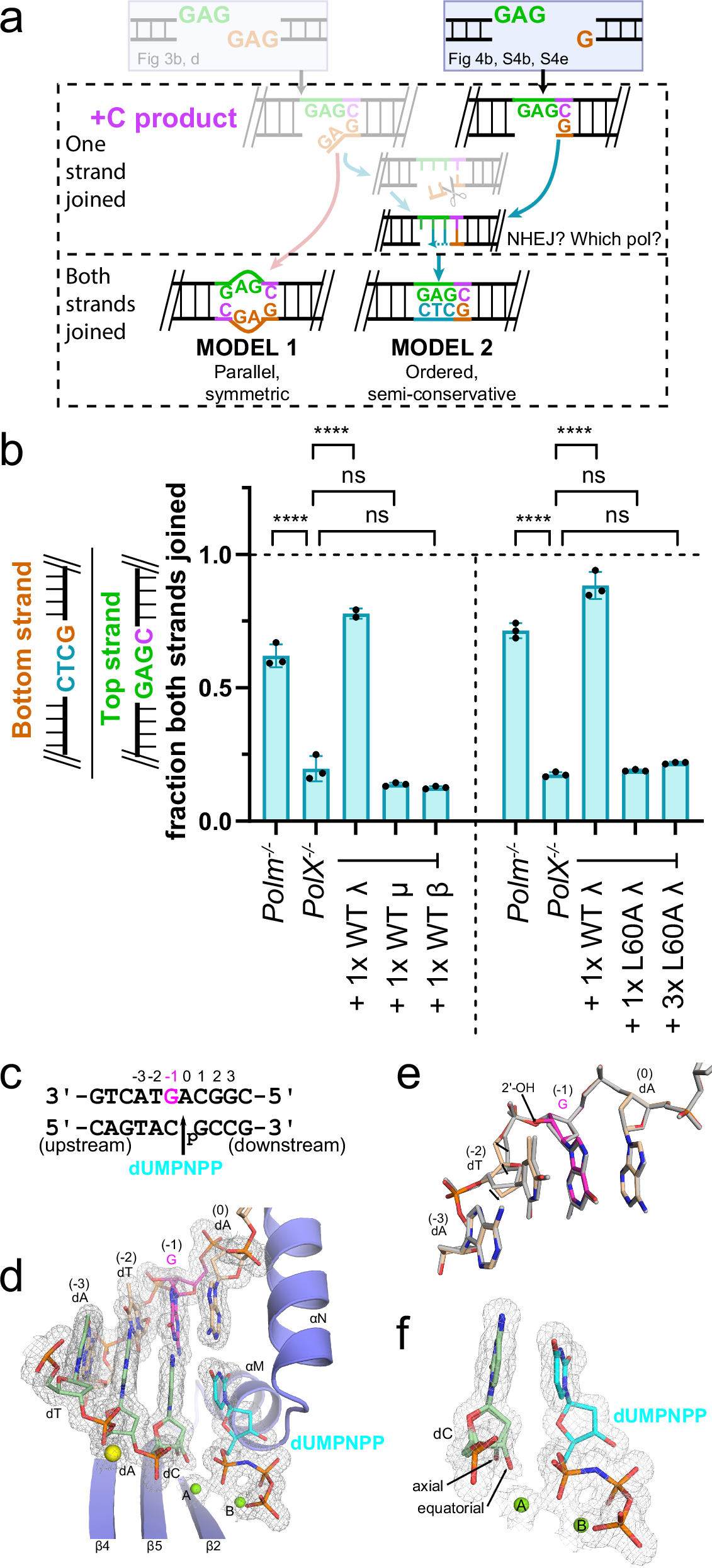 Fig. 4: Second-strand repair by NHEJ.