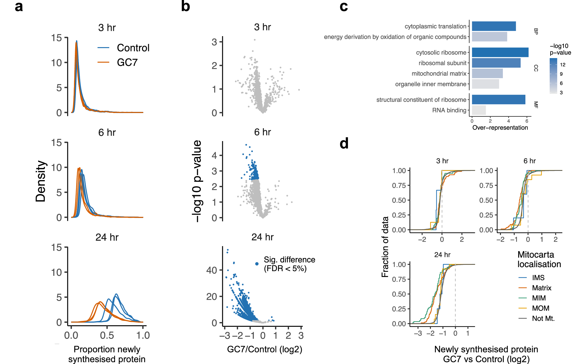 Fig. 2: Hypusination inhibition causes significant loss of newly synthesized proteins from 6 h.