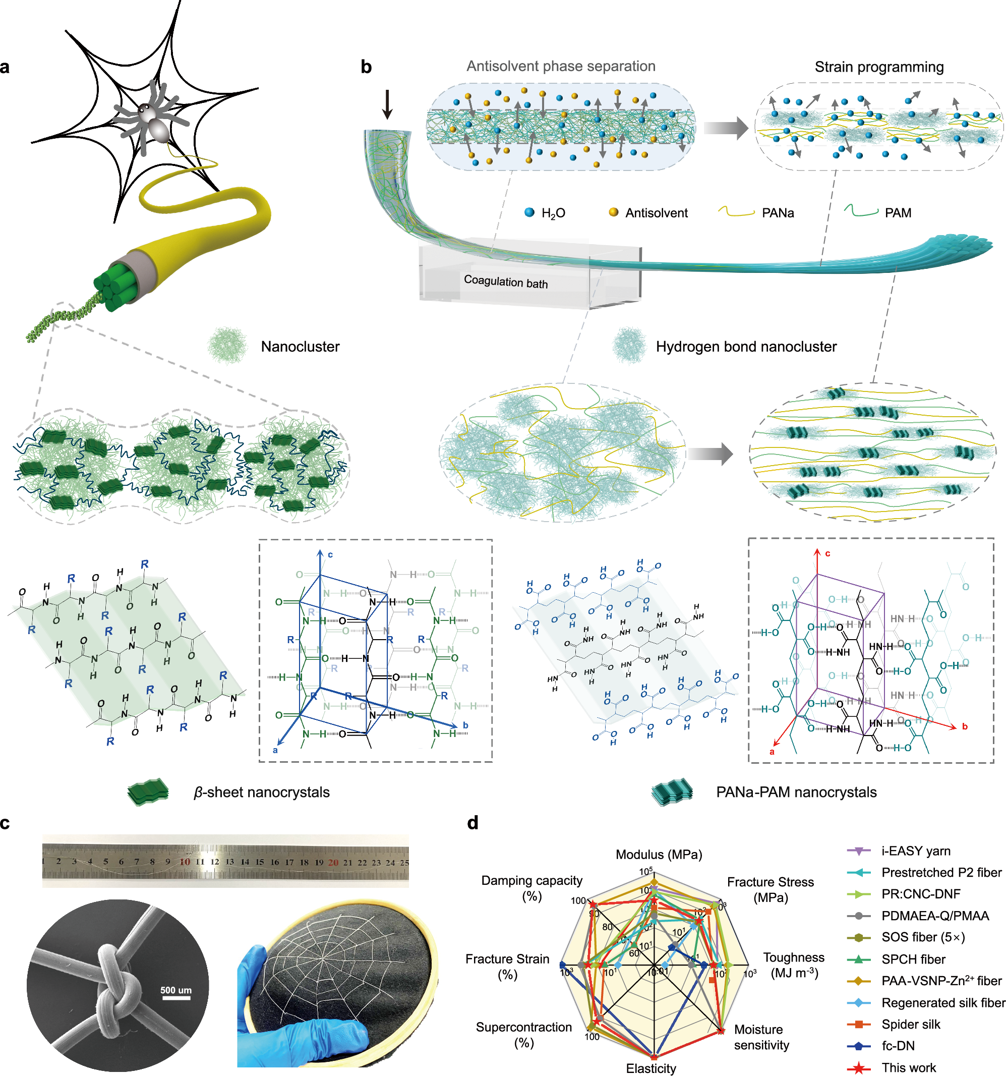 Fig. 1: Bioinspired fabrication of PANa-PAM composite polymer hydrogel fibers with spider-silk like hierarchical architectures and properties.