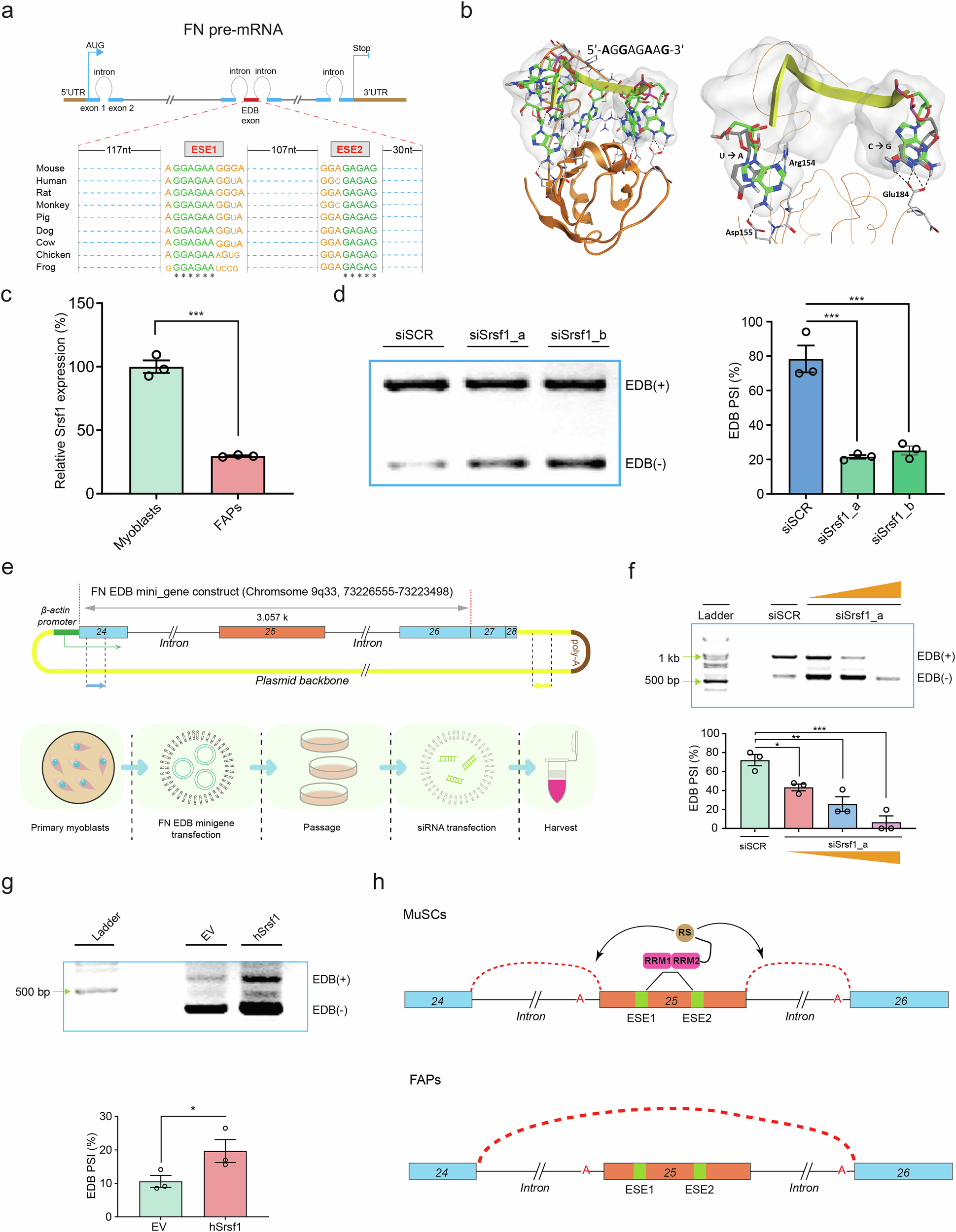 Fig. 4: Srsf1-mediated alternative splicing promotes EDB exon inclusion.