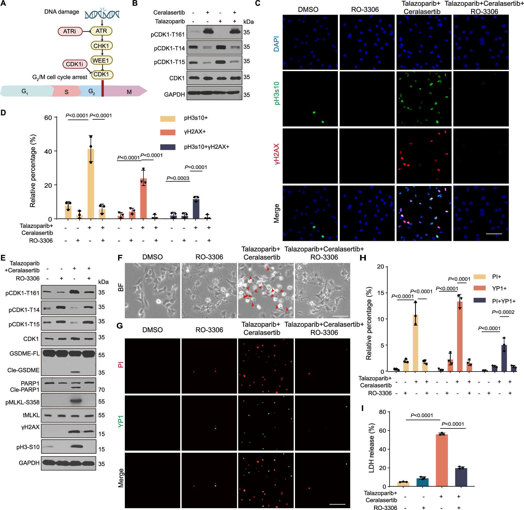Fig. 2: Preventing mitosis entry attenuates PANoptosis induced by PARPi and ATRi.