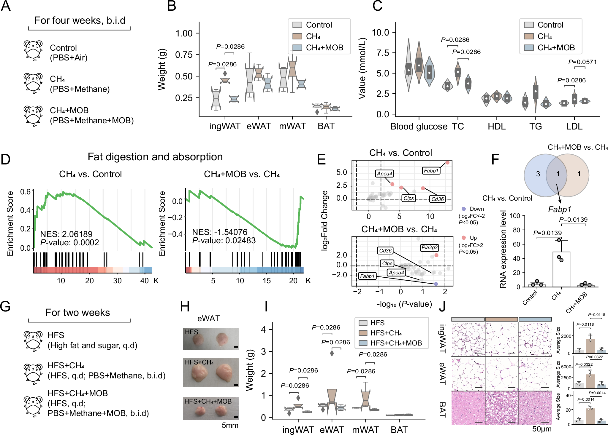 Fig. 3: Gut methane-oxidizing bacteria relieve methane-linked abnormal fat metabolism.
