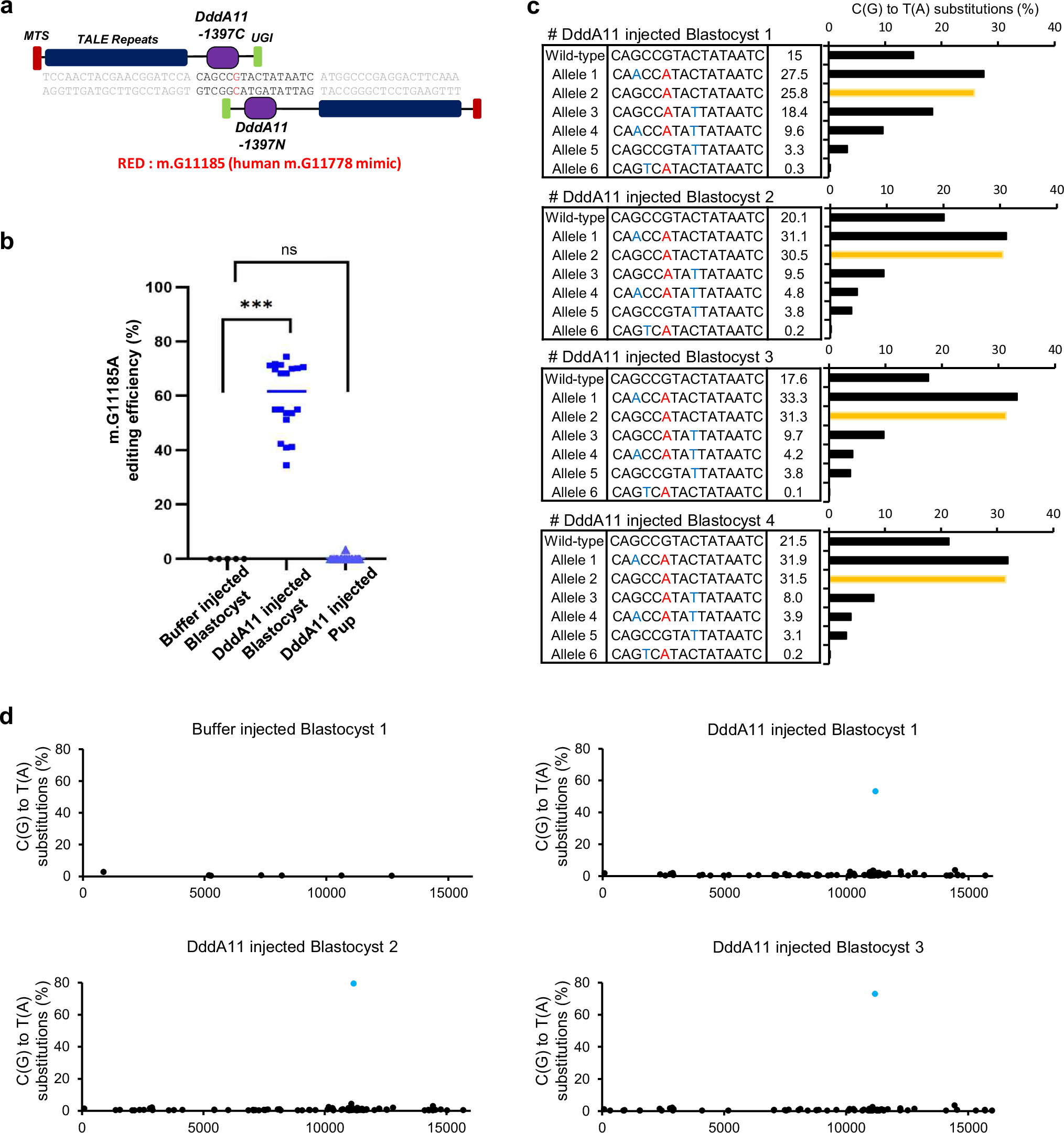 Fig. 1: Generation of DddA11 for inducing m.G11185A base editing on MT-ND4 gene, and its limitations for manufacturing MT-ND4 mutant mice.