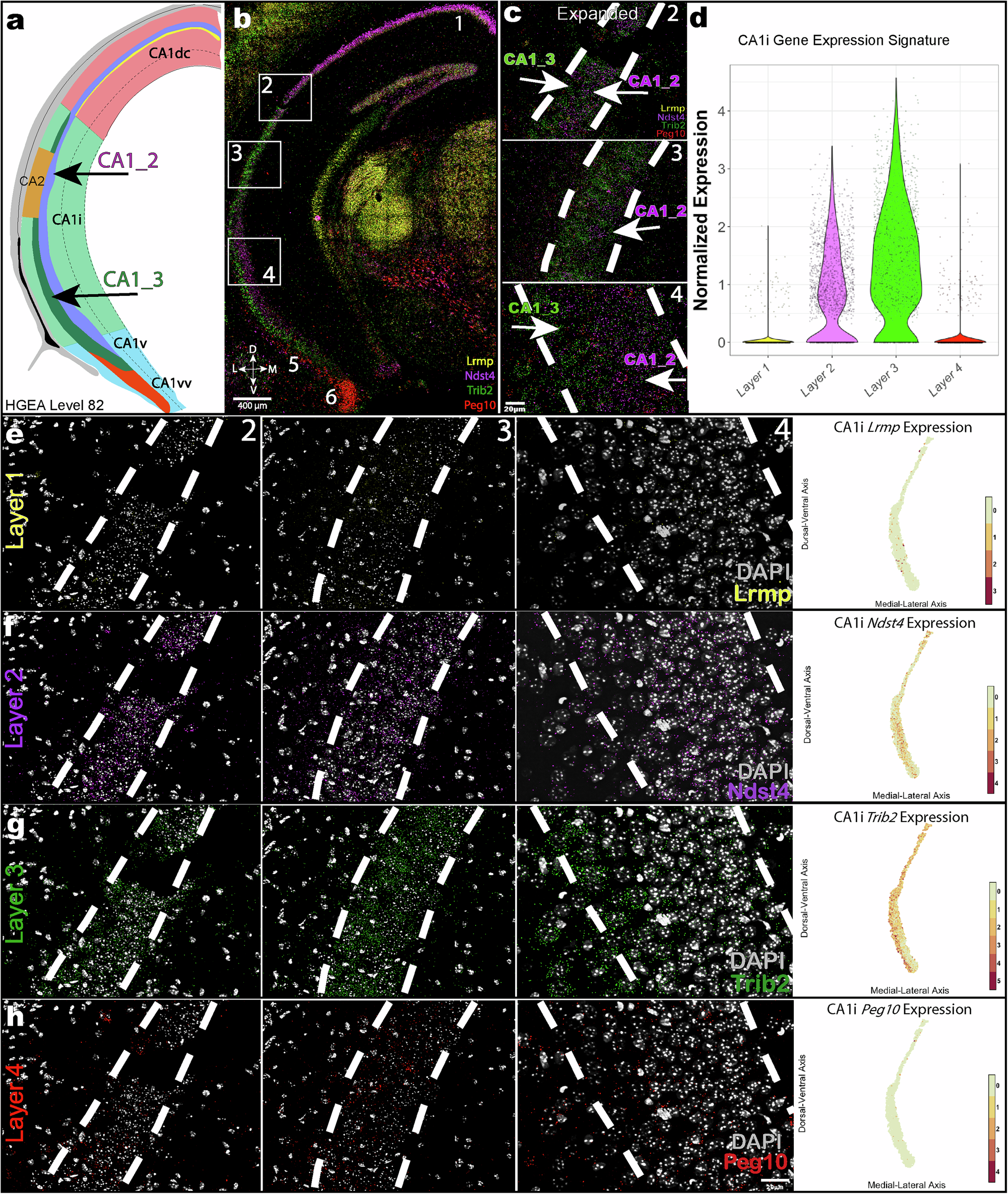 Fig. 5: CA1i Gene Expression Signature: Layer 2 and Layer 3.