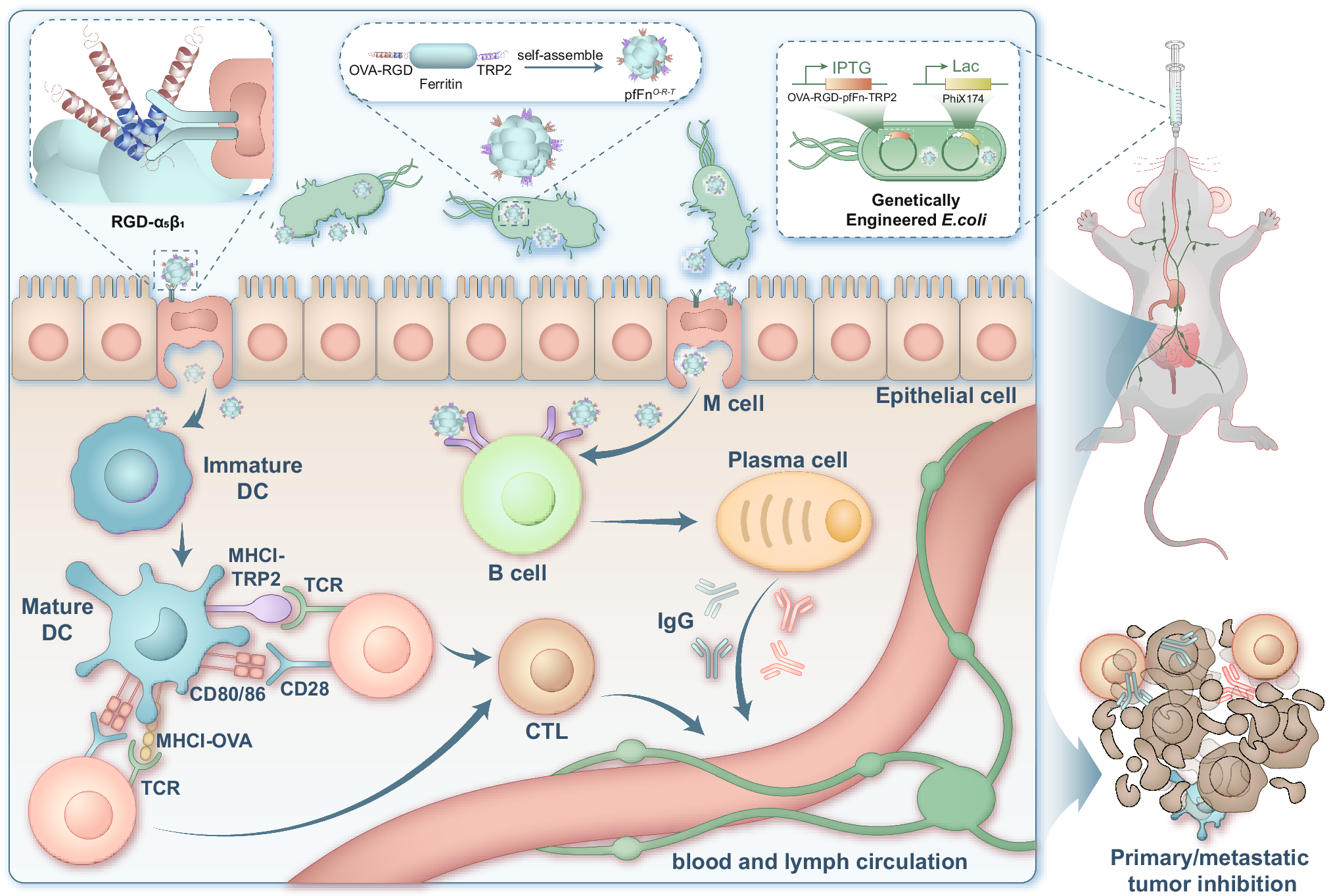 Fig. 1: Schematic illustration of the engineered probiotic-based oral vaccine system for tumor immunotherapy.
