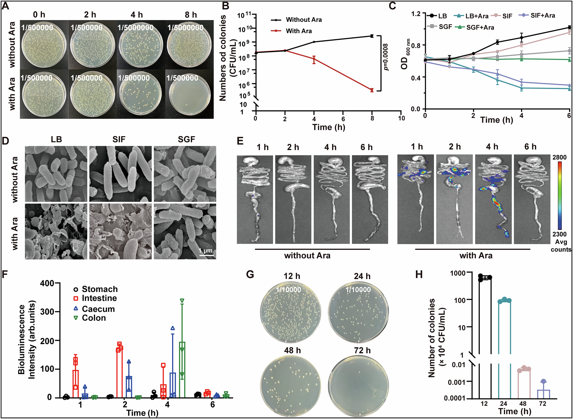 Fig. 3: Inducible bacterial lysis and intestinal distribution of BacOR-Fn-T+phiX174.