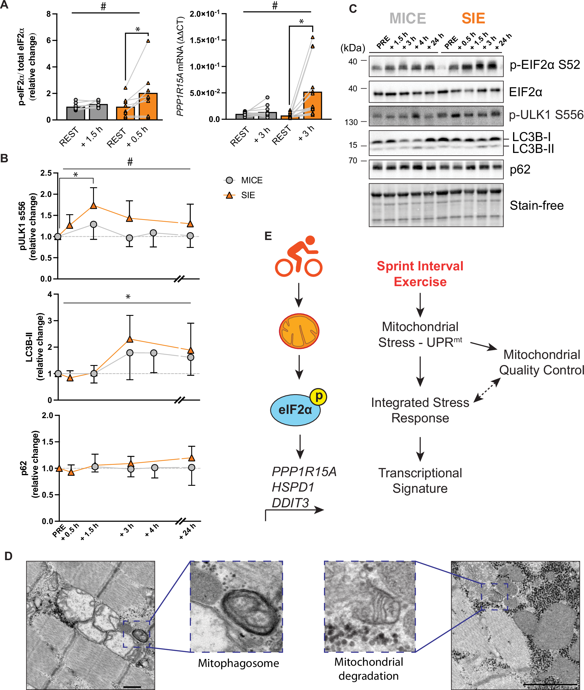Fig. 4: Molecular mechanisms regulating the divergent response to SIE.
