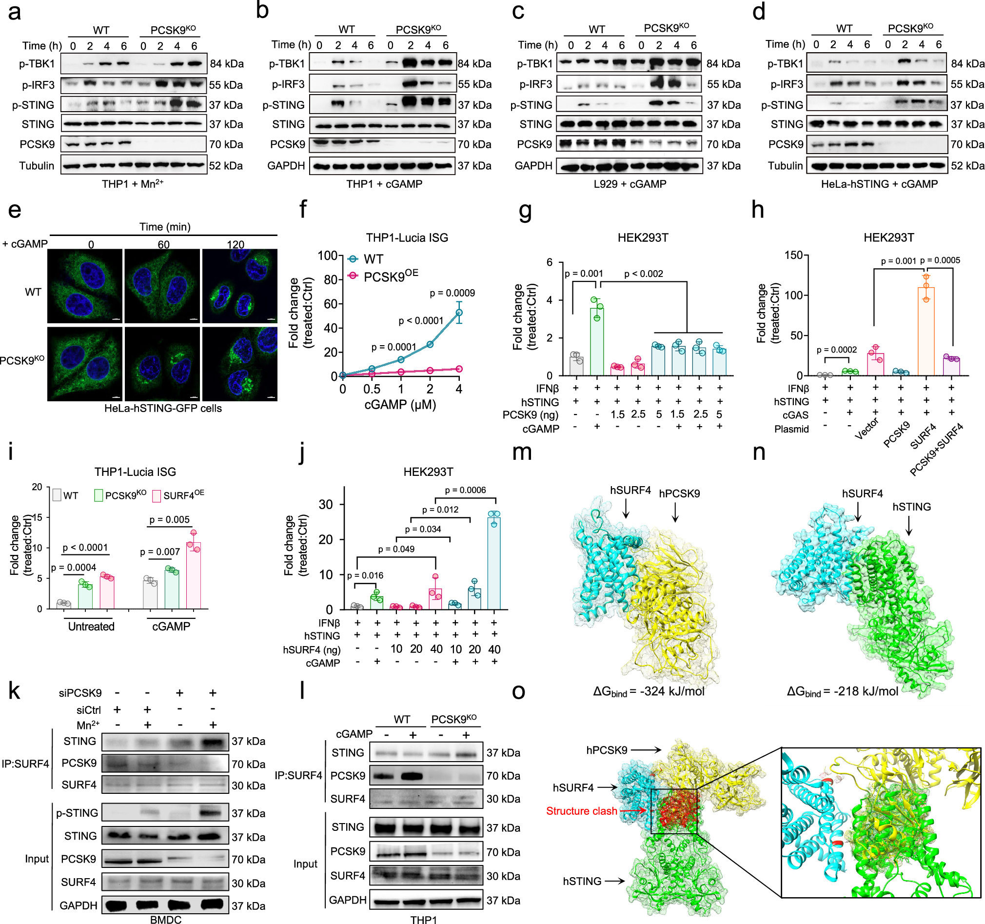 Fig. 3: PCSK9 limits anterograde STING trafficking by competing with the cargo receptor SURF4.