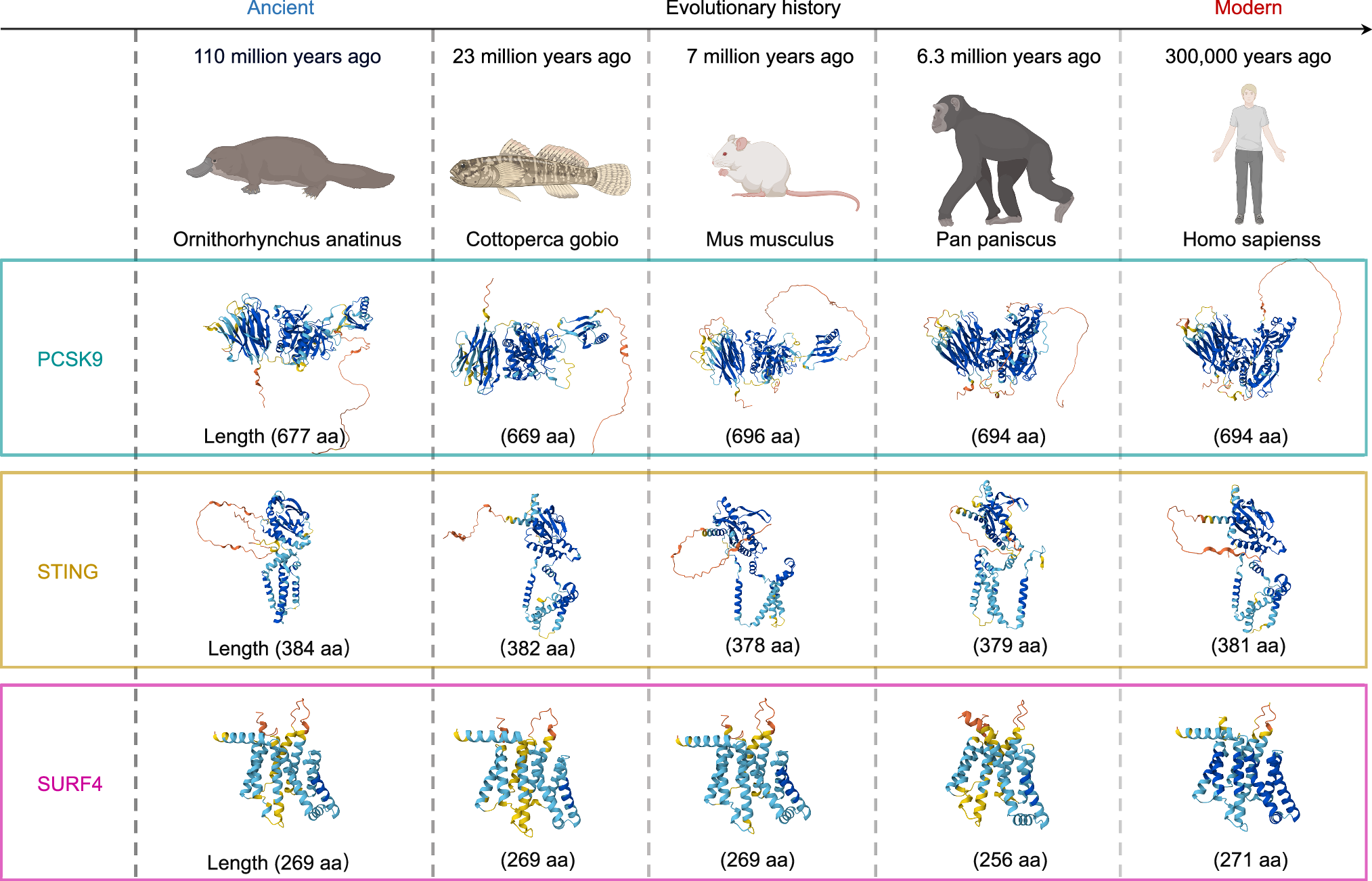 Fig. 7: Evolutionarily conserved structures of SURF4, STING, and PCSK9 across species.