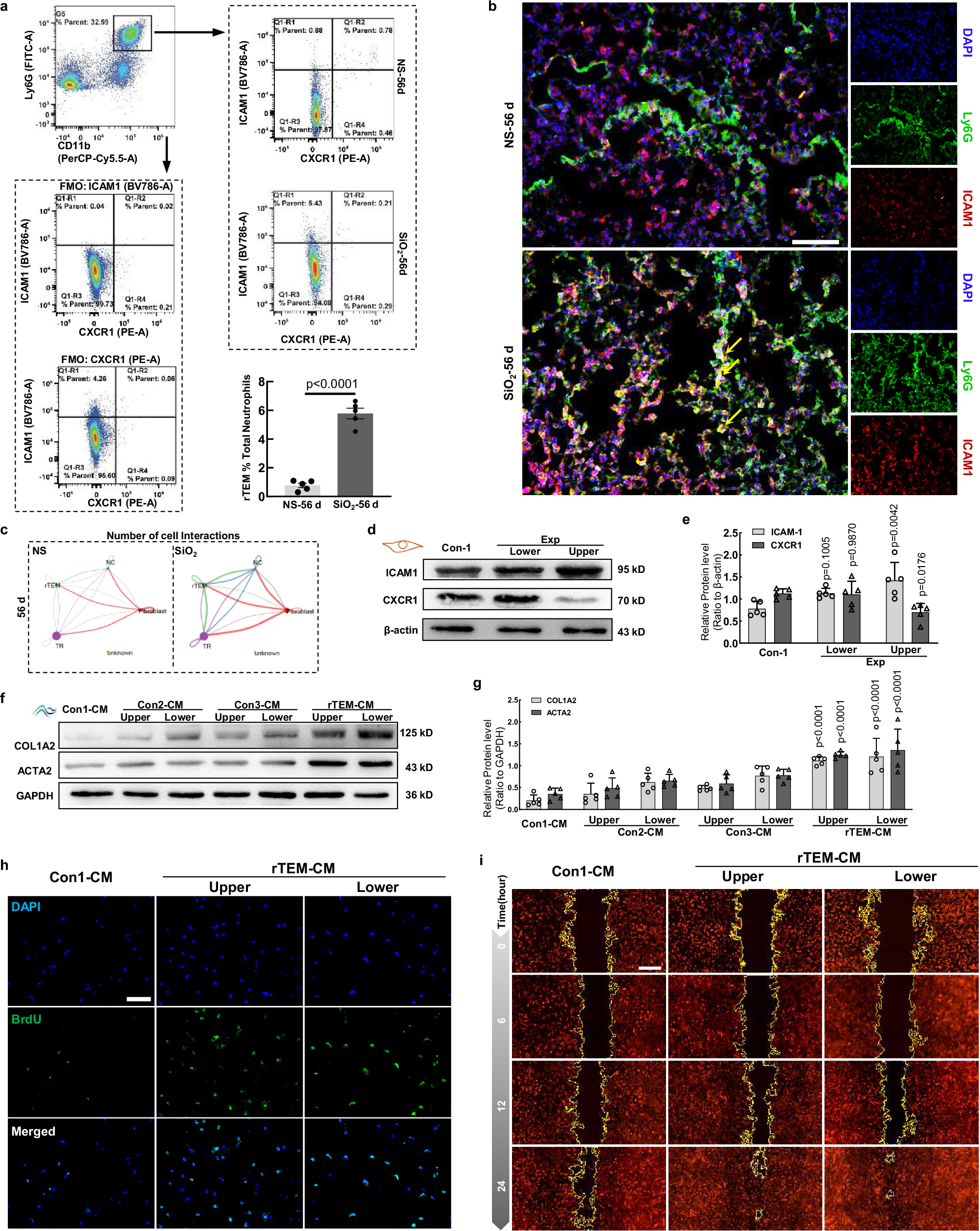 Fig. 2: rTEM neutrophils mediate fibroblast activation, proliferation, and migration.