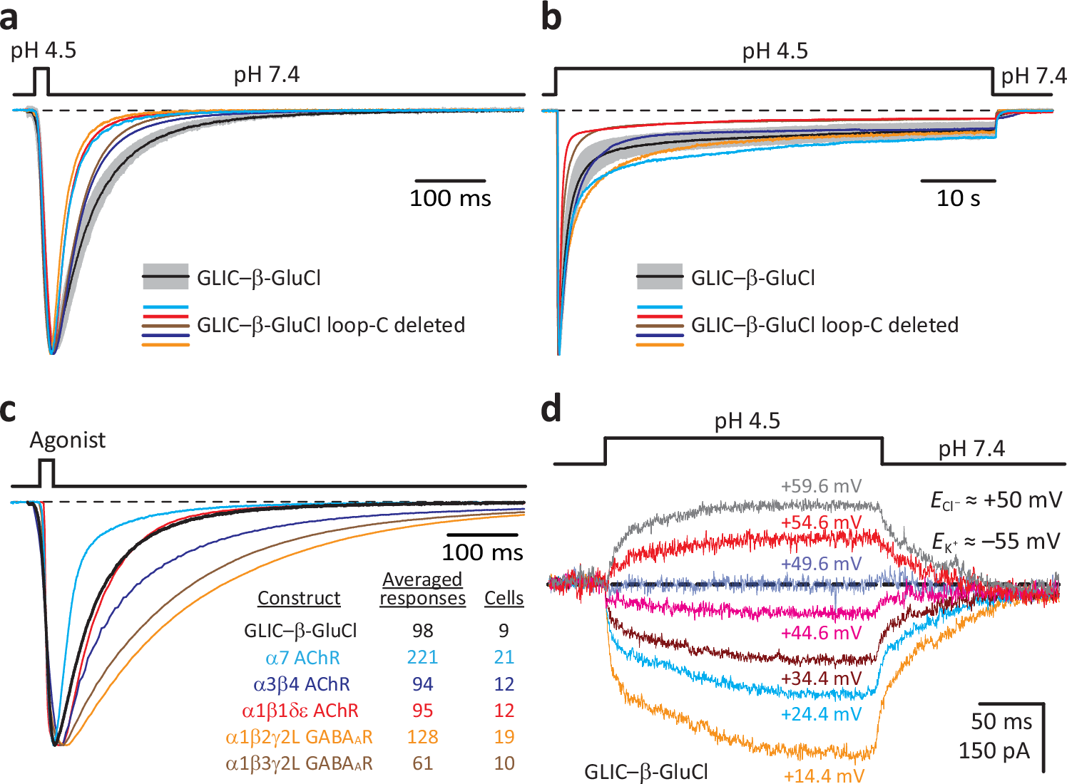 Fig. 5: Agonist-driven gating of β-GluCl’s pore does not require the capping of loop C.