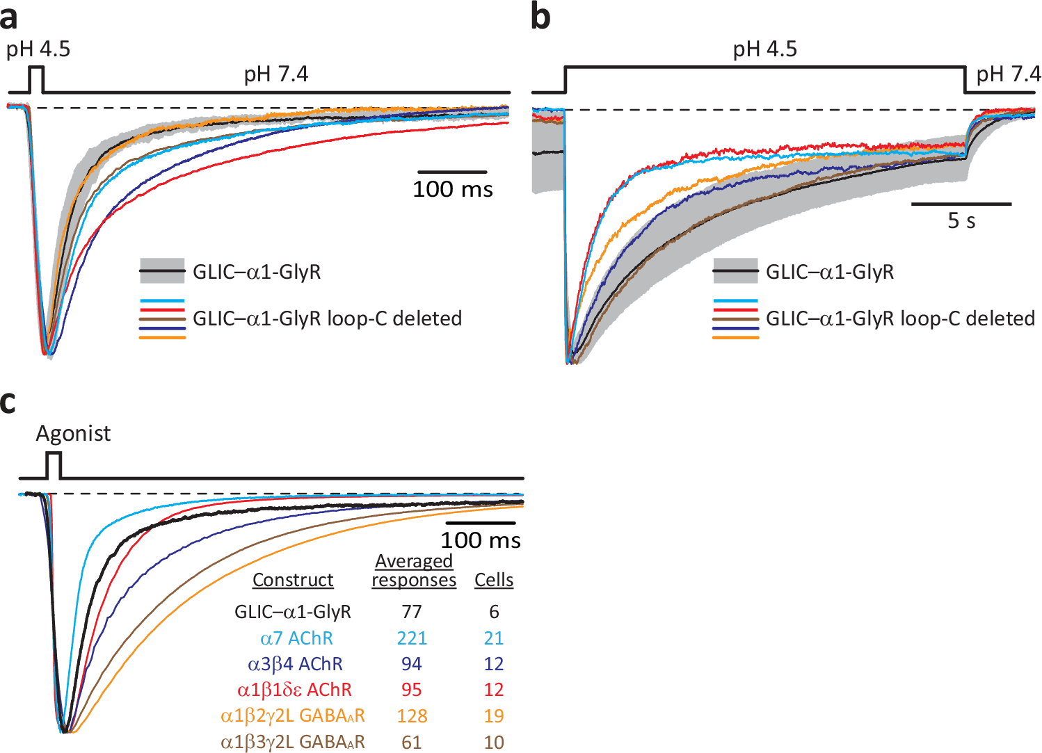 Fig. 6: Agonist-driven gating of the α1-GlyR’s pore does not require the capping of loop C.