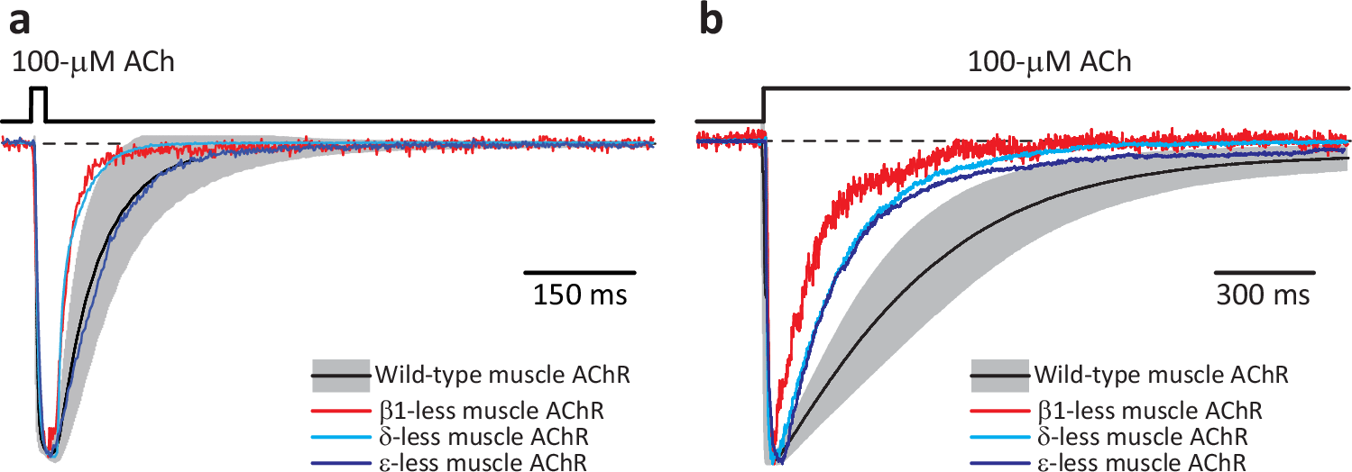 Fig. 8: Macroscopic currents from subunit-omitted muscle AChRs.