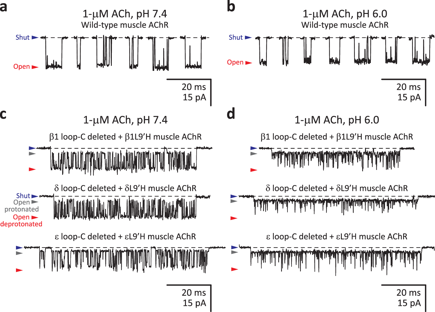 Fig. 9: Single-channel currents from the muscle AChR lacking allosteric loops C.