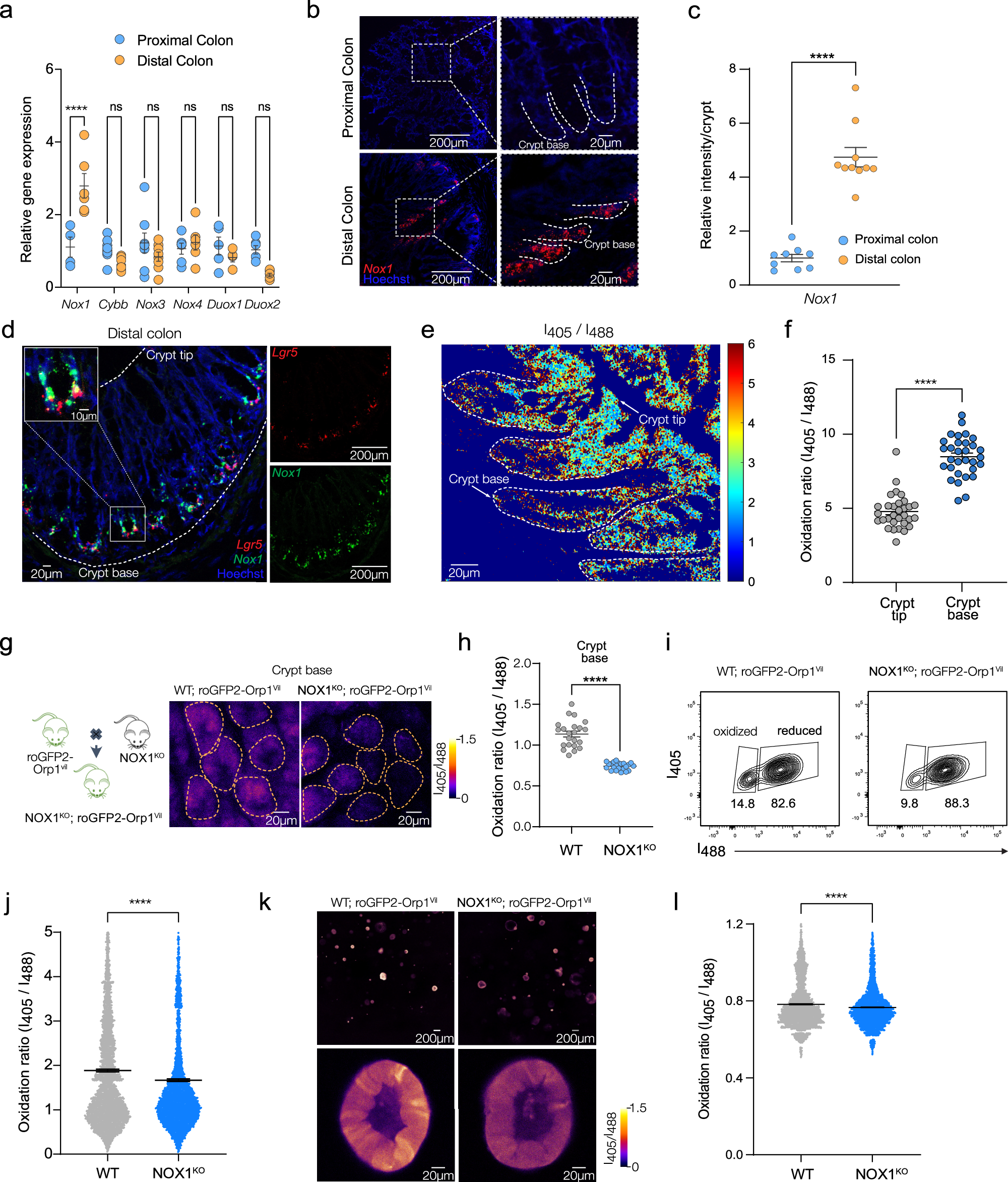 Fig. 1: NOX1 controls cytosolic redox status in crypt base in the distal colon.