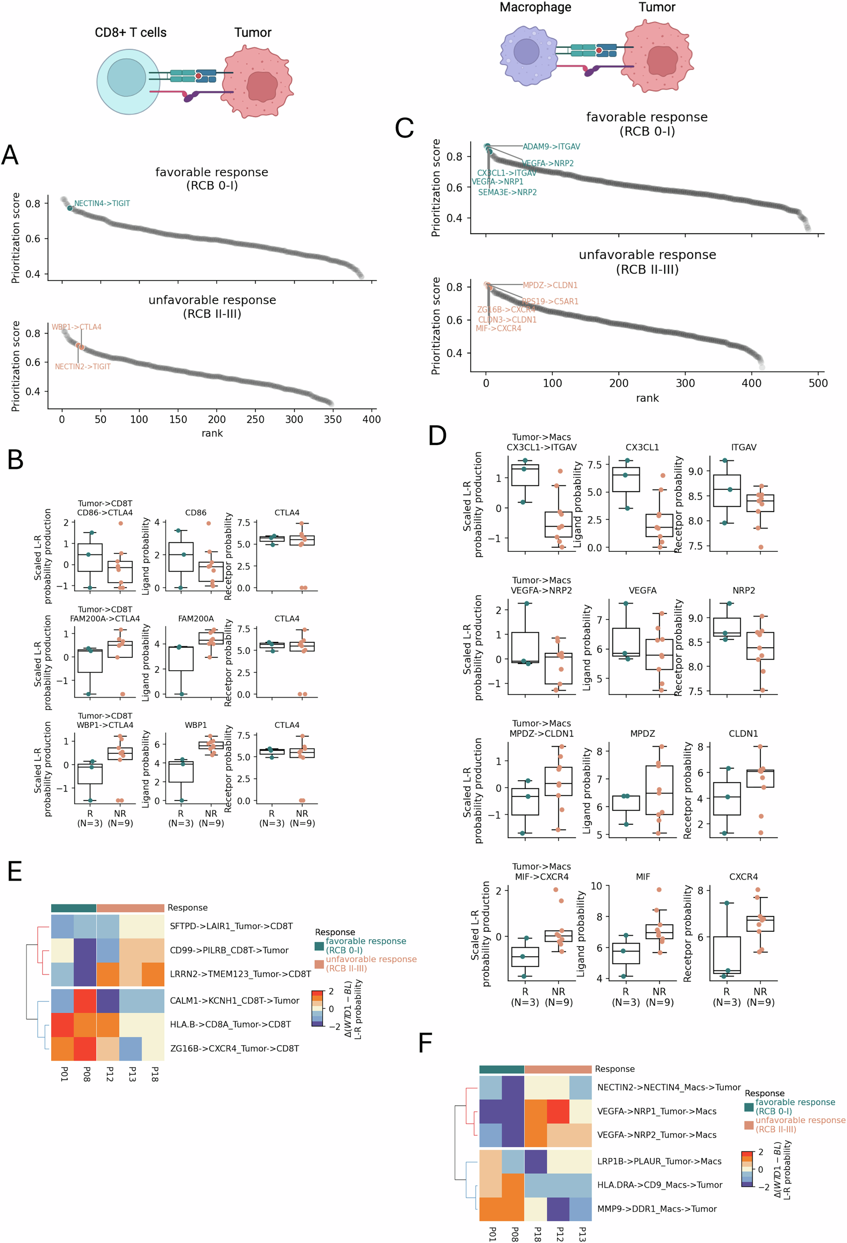 Fig. 5: Tumor cellular interactions with CD8+ T cells and macrophages.