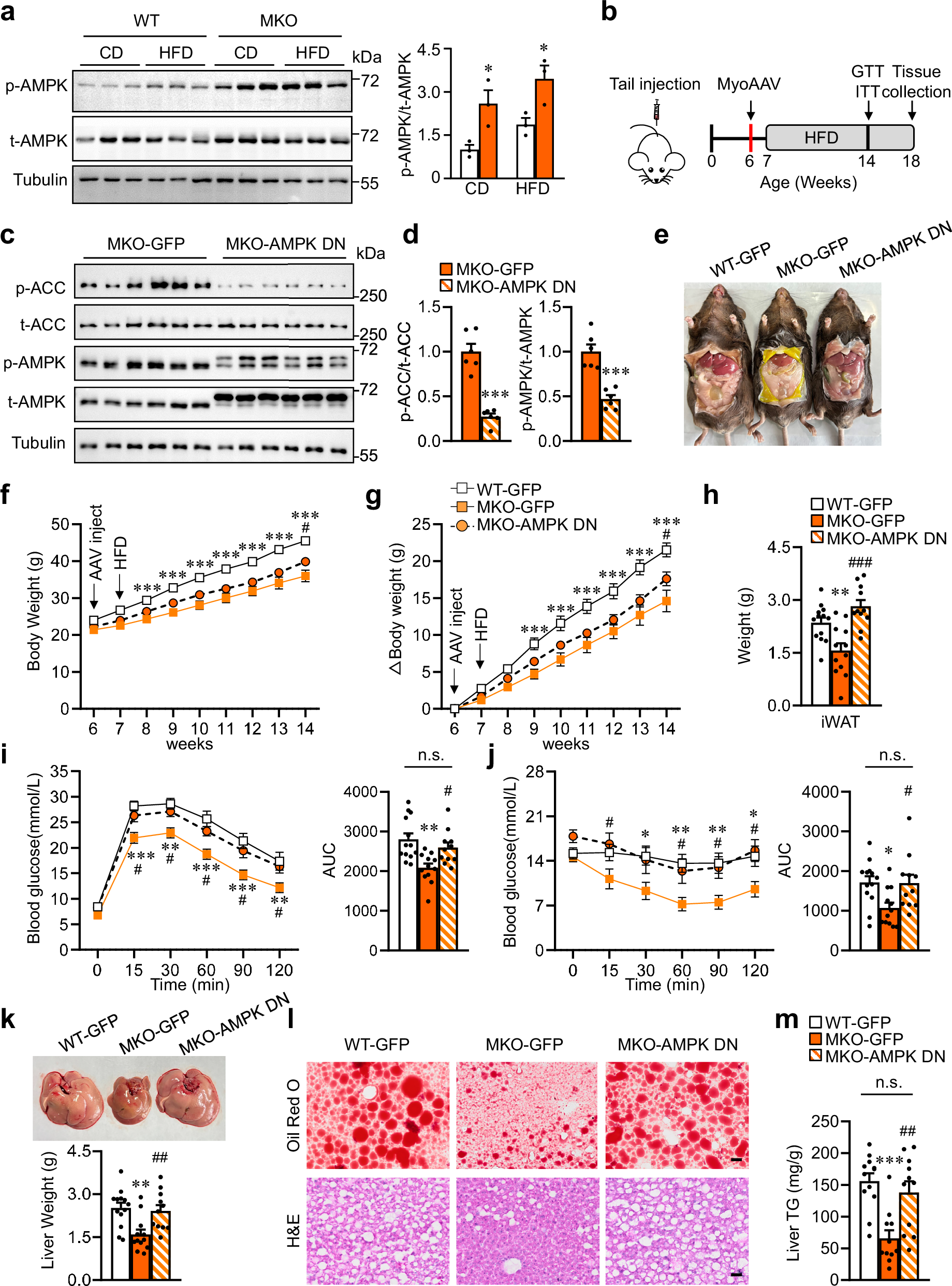 Fig. 3: Muscle-specific deletion of MLL4 enhances glucose tolerance, insulin sensitivity, and reduces liver lipid accumulation primarily through AMPK activation in skeletal muscle.