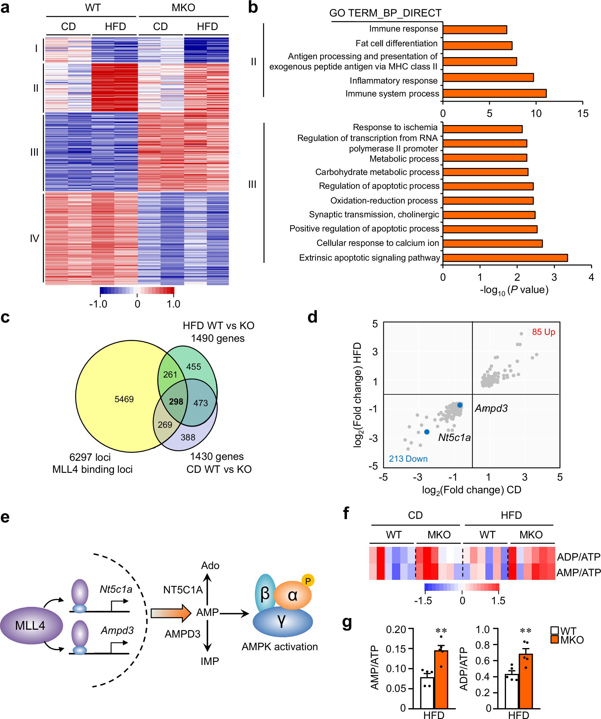 Fig. 4: MLL4 programs muscle AMPK activation.