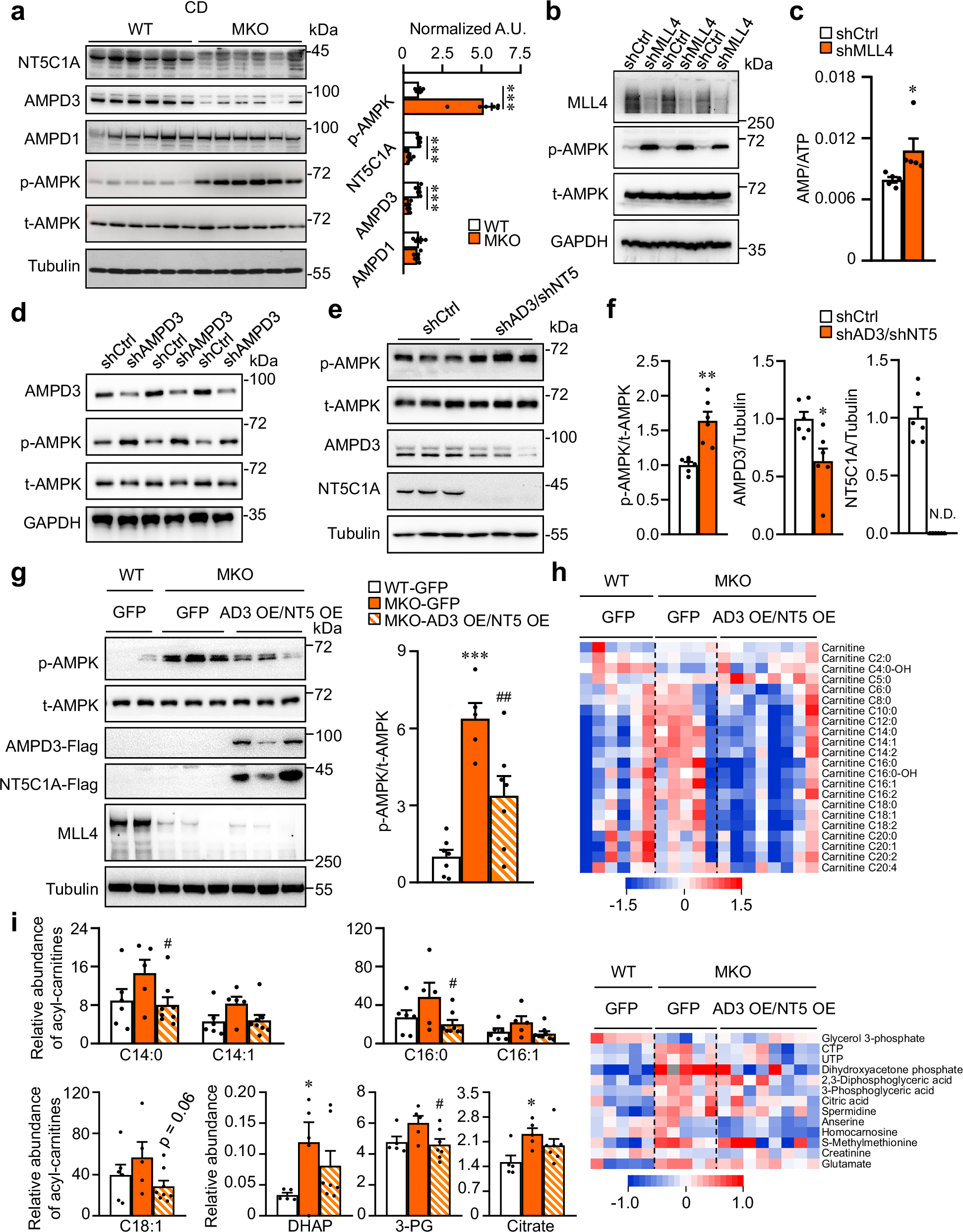 Fig. 5: Nt5c1a and Ampd3 mediate MLL4 regulation of muscle AMPK.