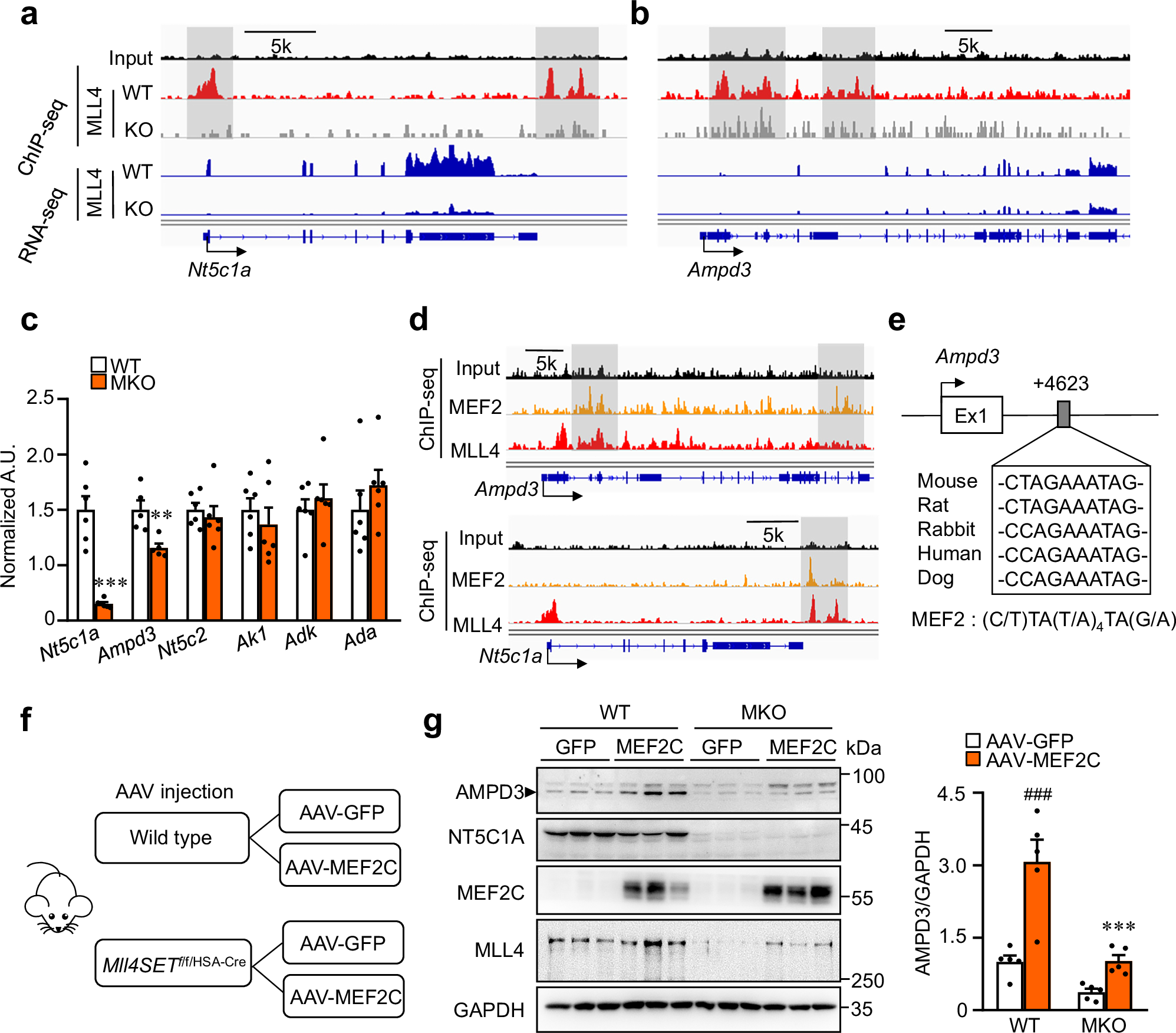 Fig. 6: MLL4 and MEF2 function cooperatively to control Nt5c1a and Ampd3 expression.
