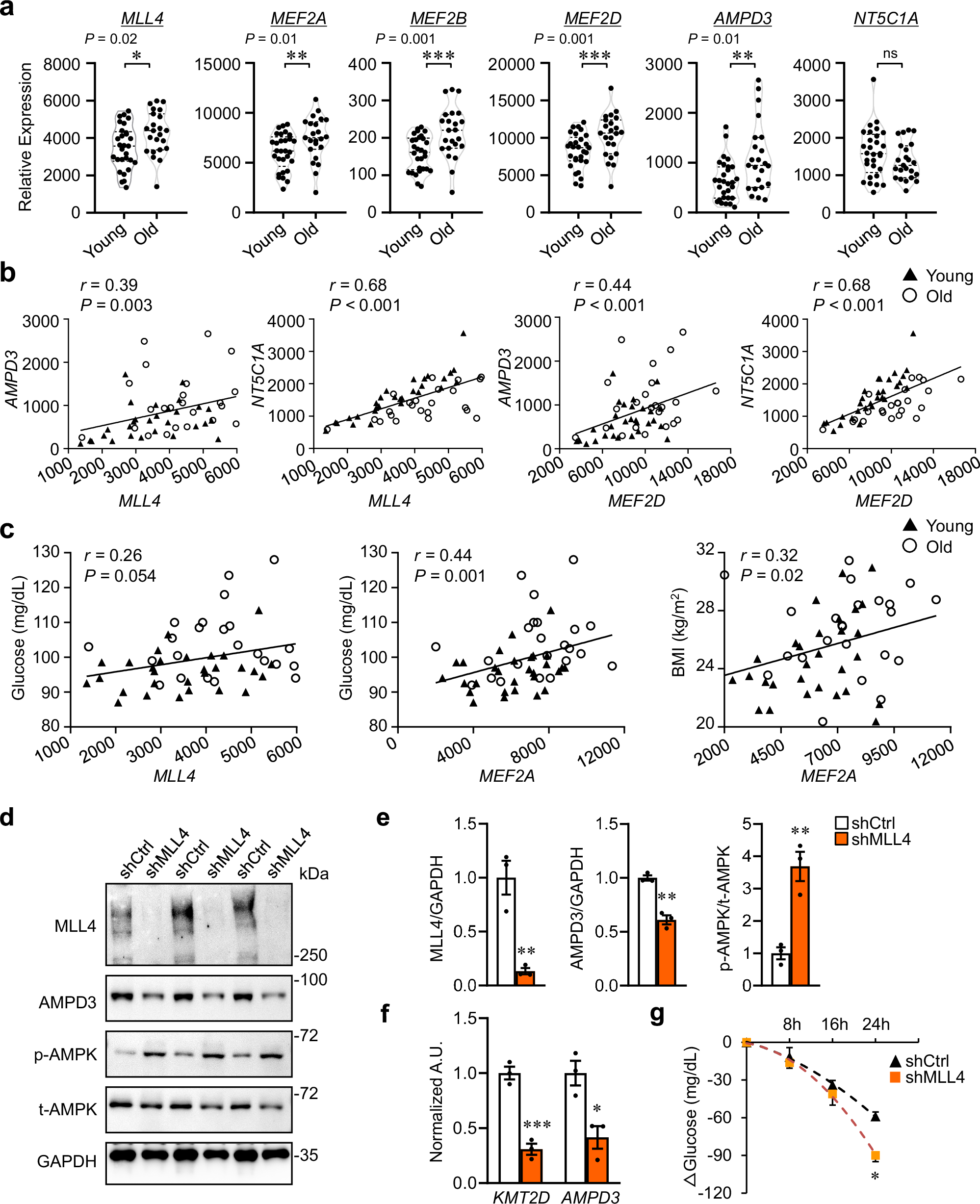Fig. 7: Muscle MLL4-MEF2 regulatory axis is associated with metabolic fitness in humans.