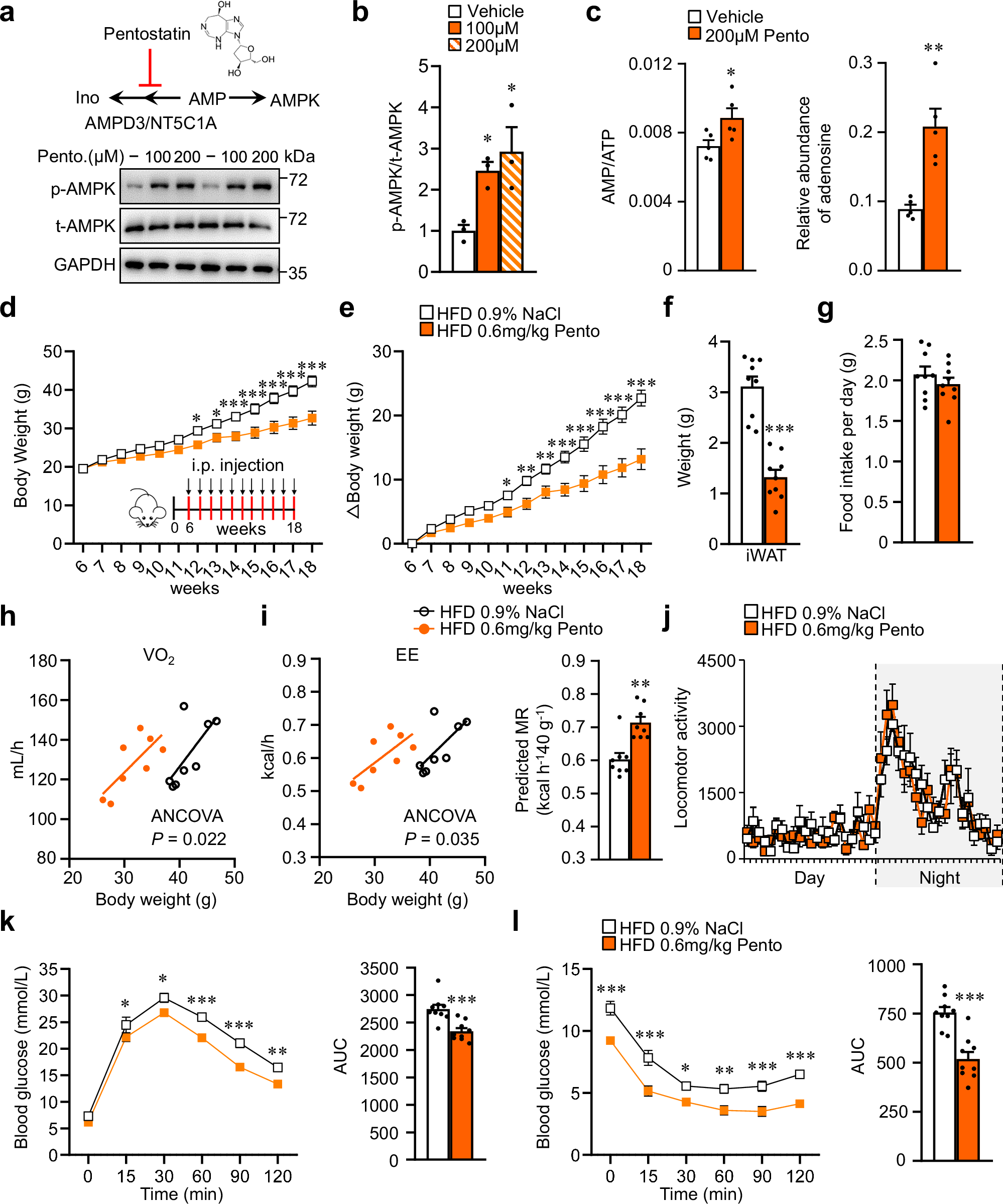 Fig. 8: Pharmacologic inhibition of the AMP metabolizing pathway by Pentostatin protects against diet-induced obesity and improves glucose homeostasis.
