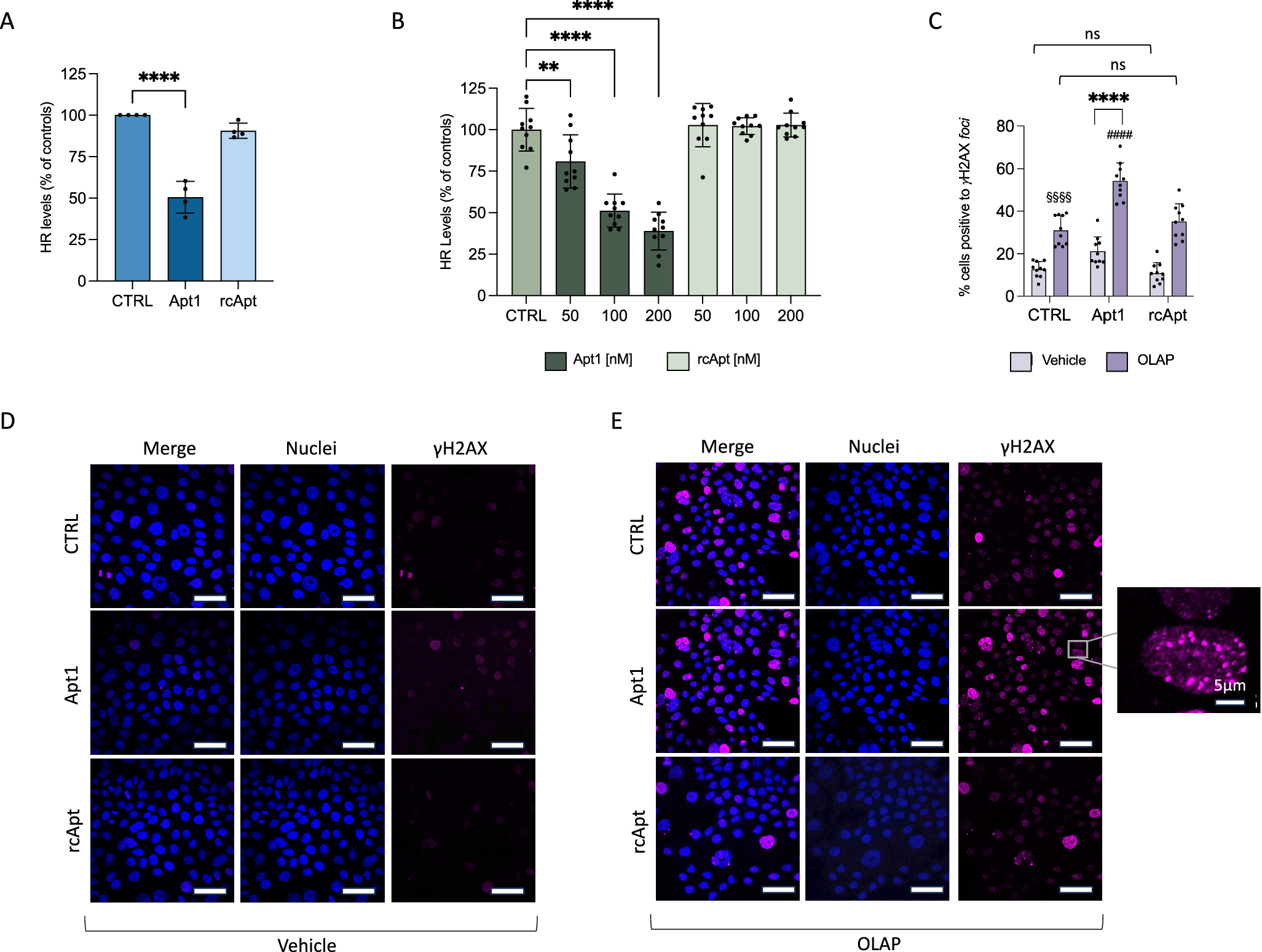 Fig. 6: Apt1 inhibits homologous recombination.