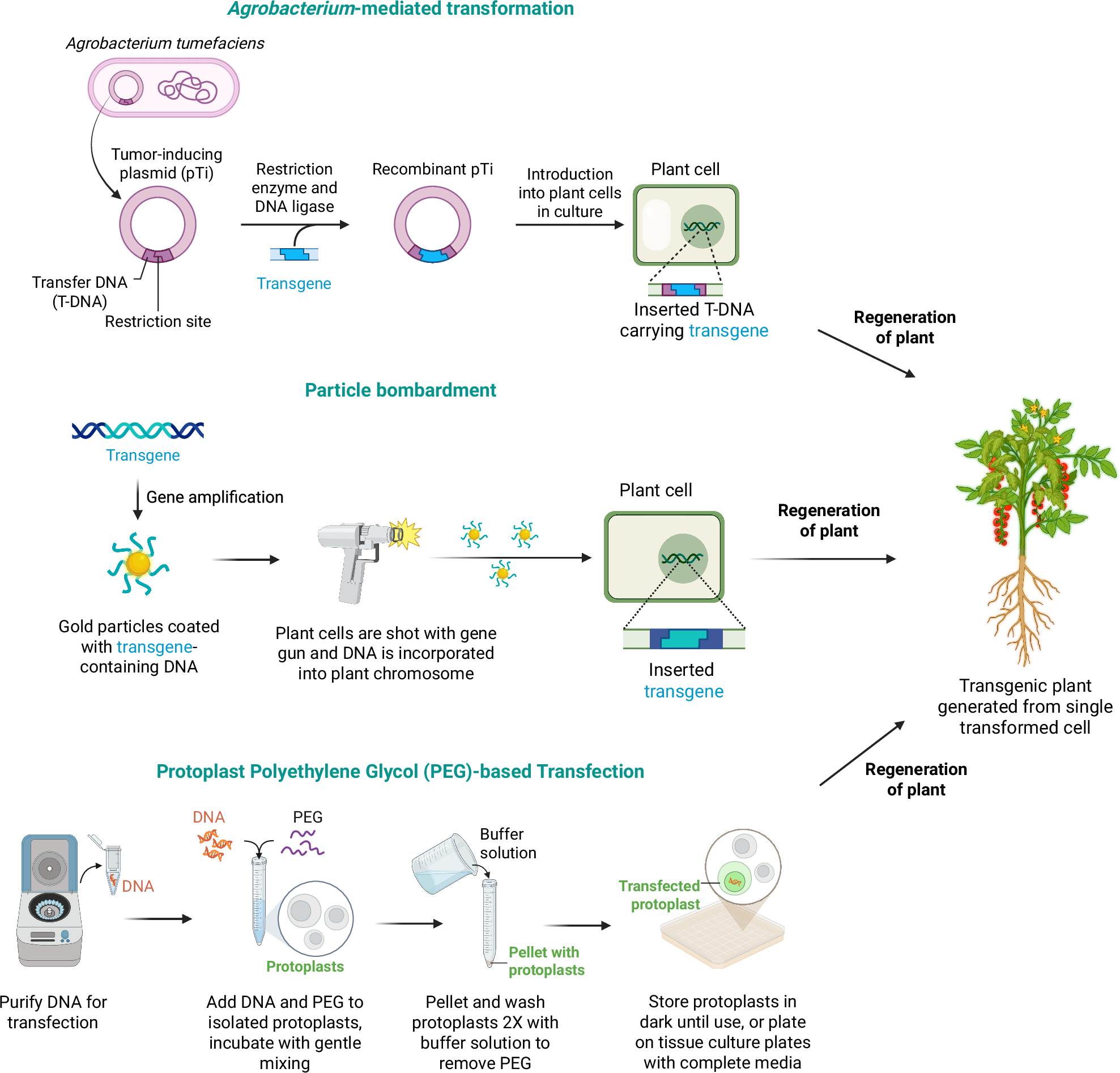 Fig. 1: Schematic representation of common plant transformation techniques.