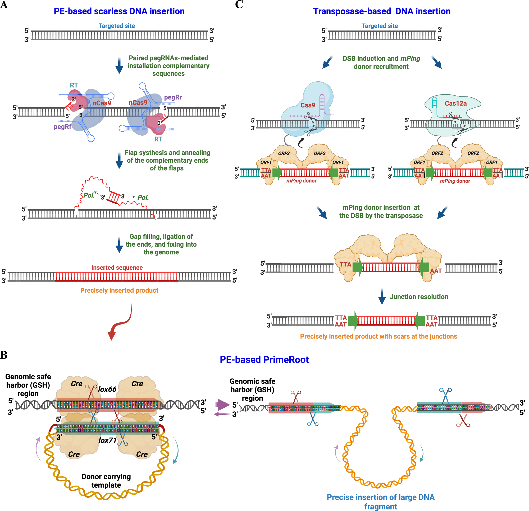 Fig. 3: PE and transposase-based DNA insertion methods.