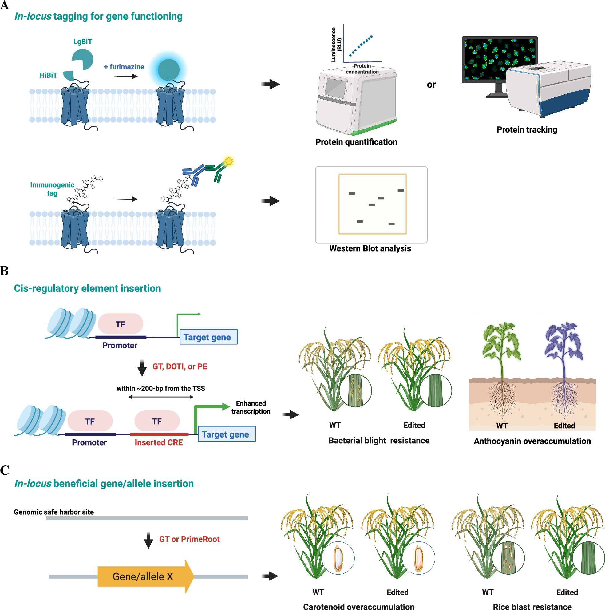 Fig. 4: Illustration of major applications of precise genome integration.