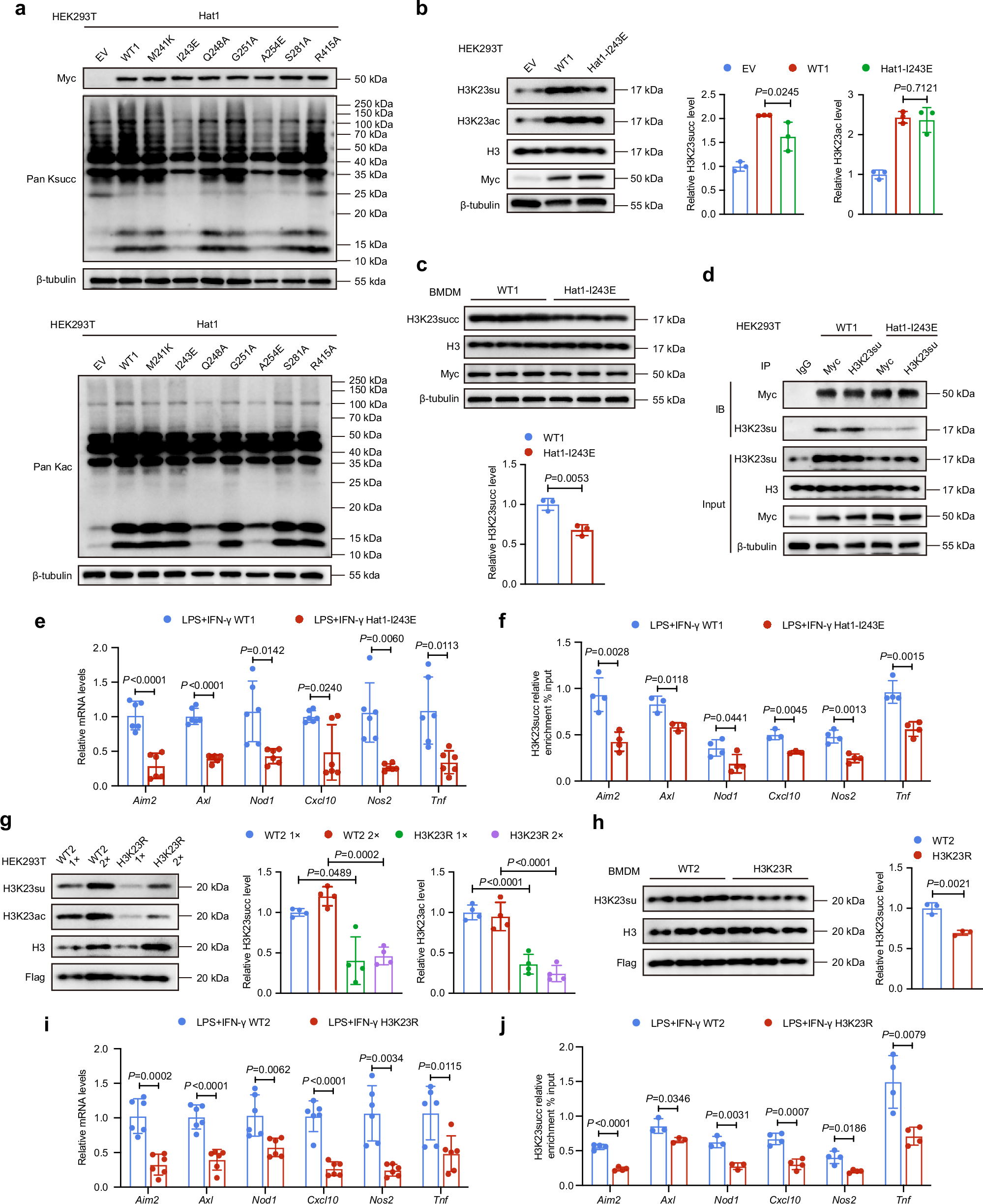 Fig. 8: Macrophage inflammatory response is regulated by Hat1 via its role in catalyzing H3K23succ formation.