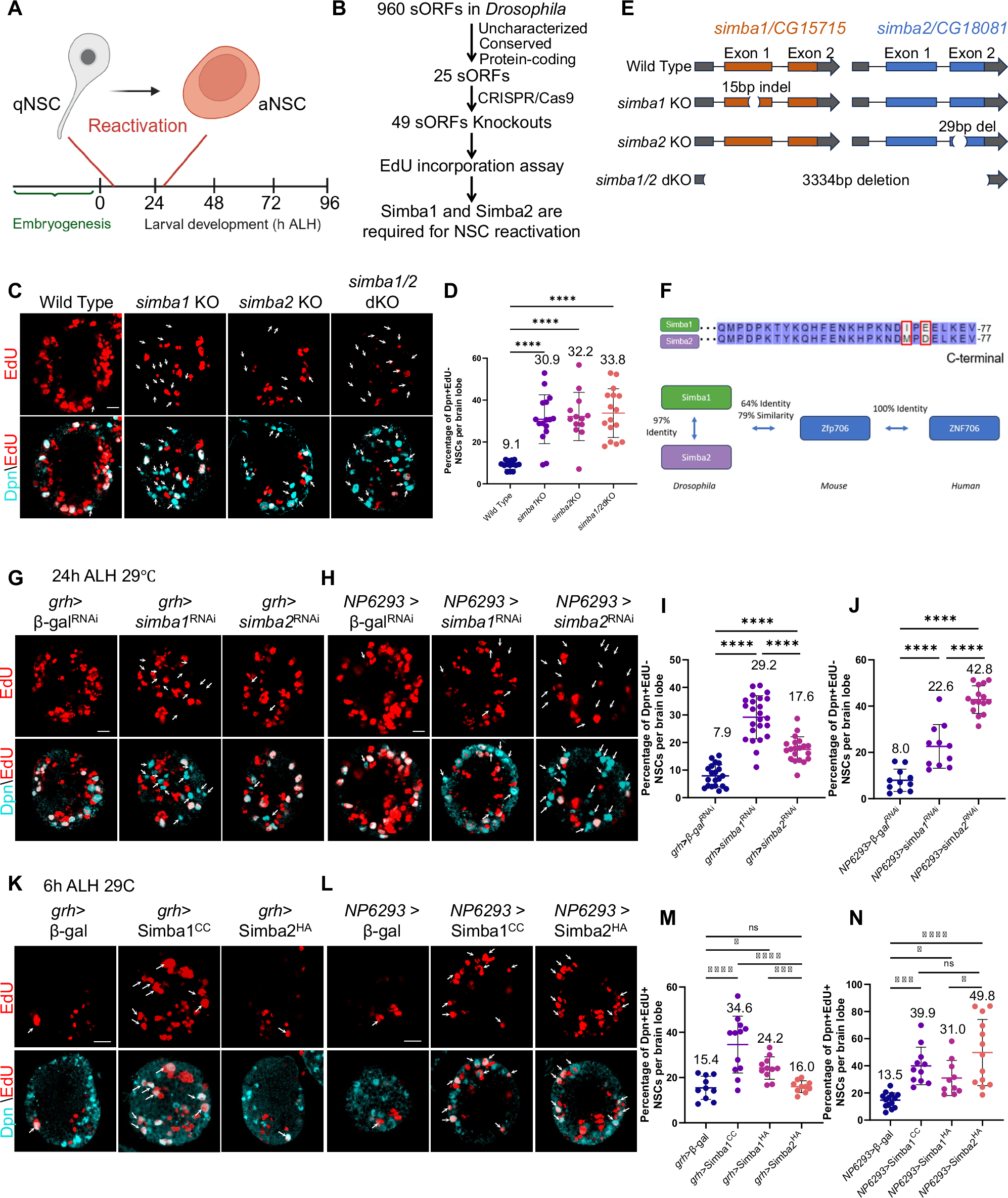 Fig. 1: Simba1 and Simba2 function in both NSCs and surface glial cells for neural stem cell reactivation.