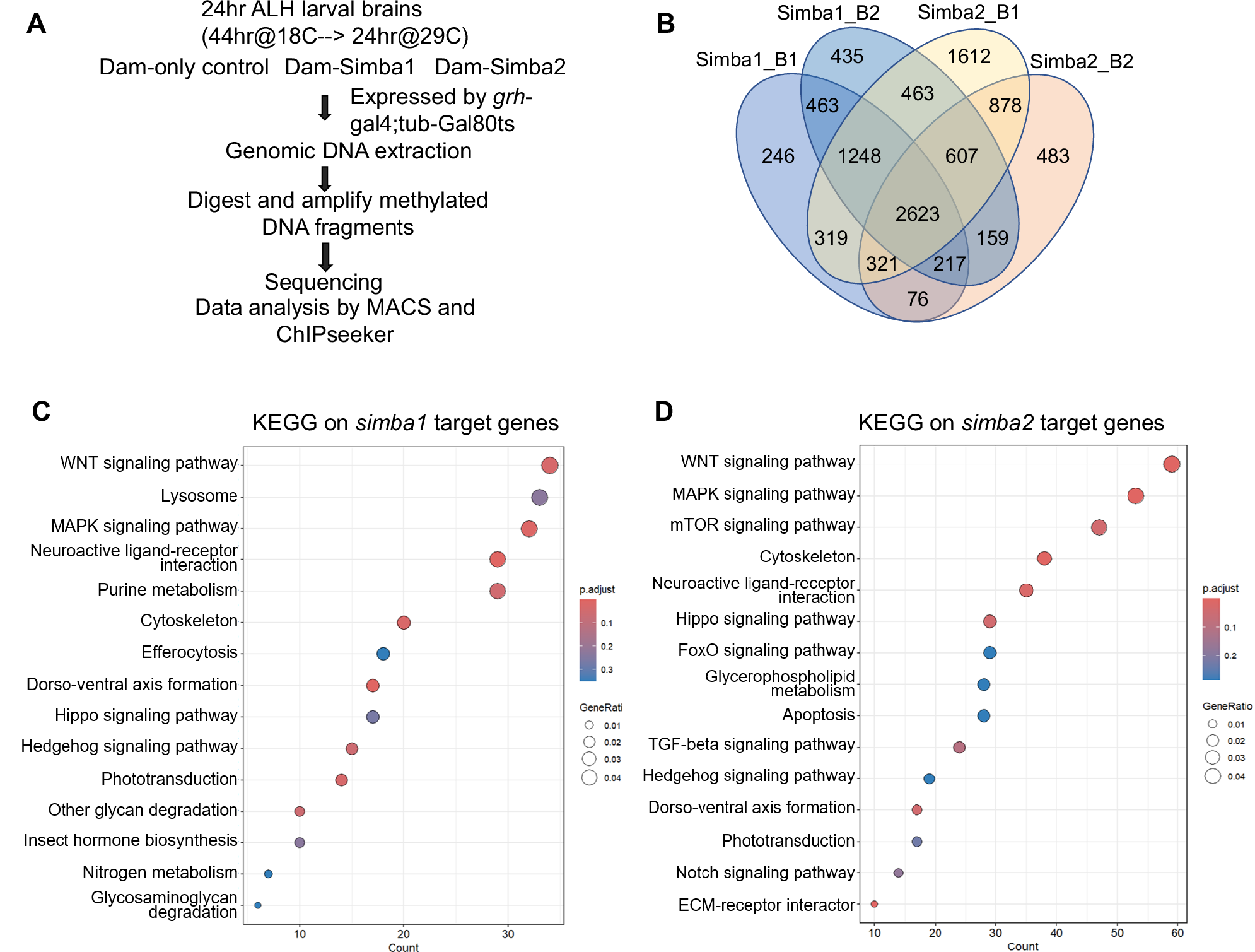 Fig. 2: in vivo protein-DNA profiling by TaDa revealed WNT/Wingless signaling as a primary target of Simba1 and Simba2 in Drosophila NSCs.