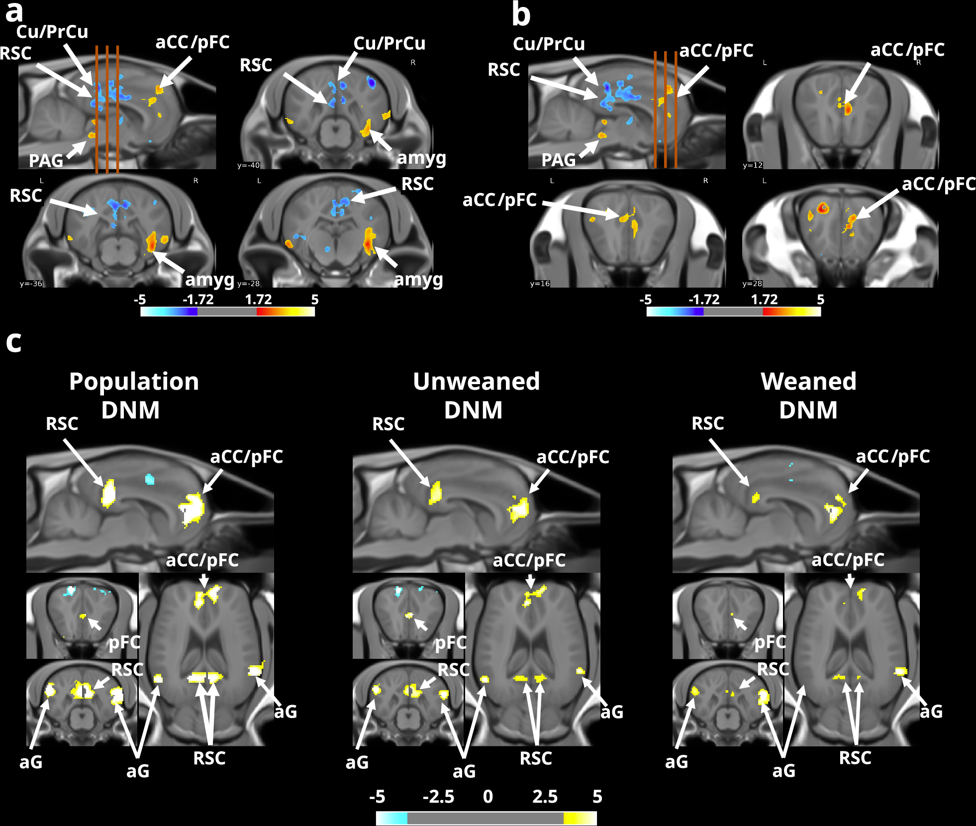 Fig. 5: Effect of prolonged maternal presence on the functional organisation of the equine brain (with mother > without mother).