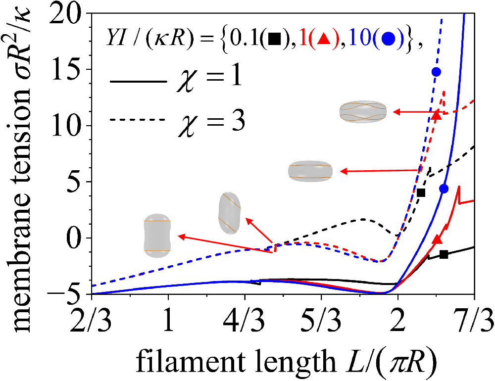 Fig. 6: The vesicle membrane tension σ versus the relative filament length L/(πR).