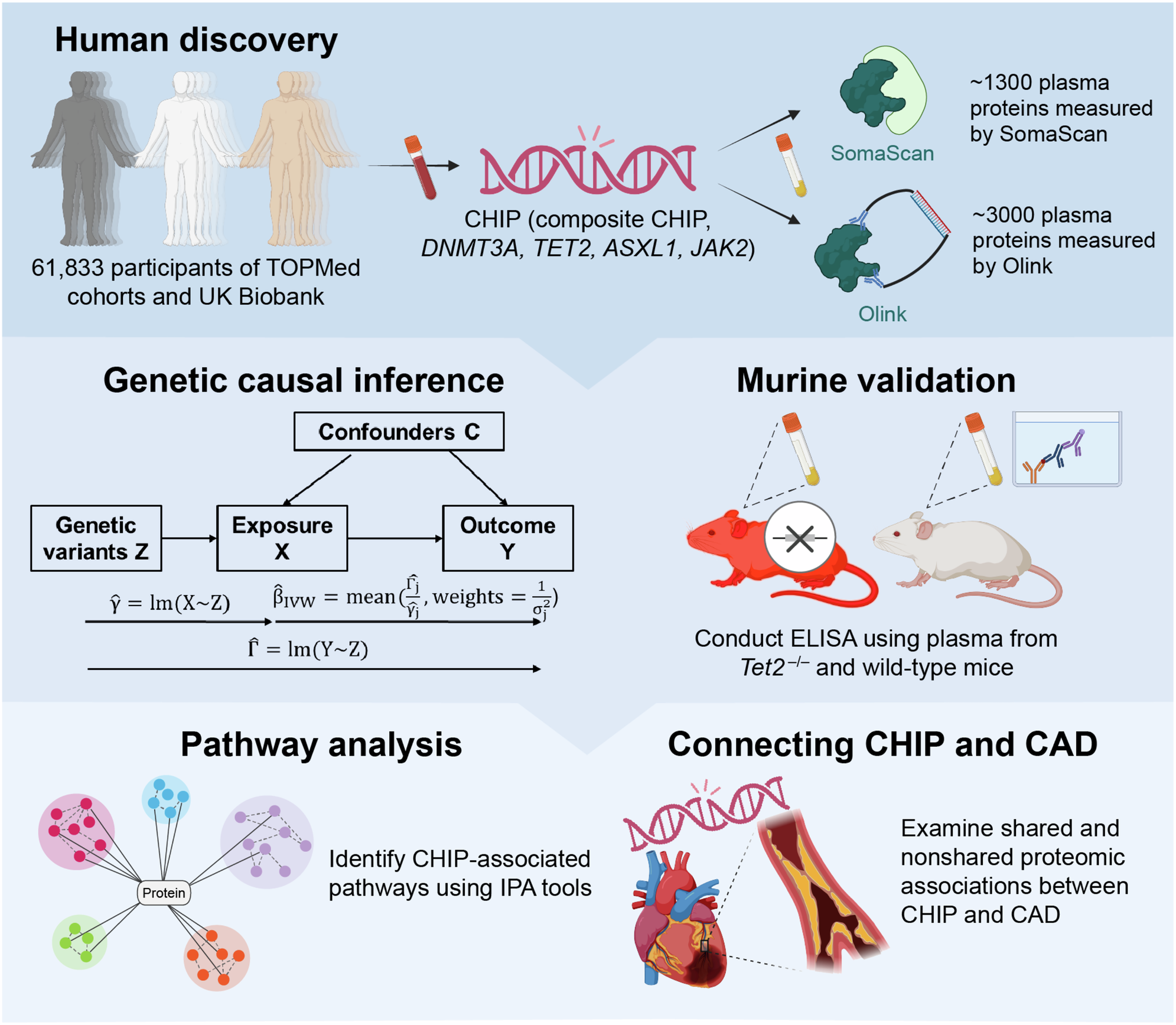 Fig. 1: Scheme of the study design.