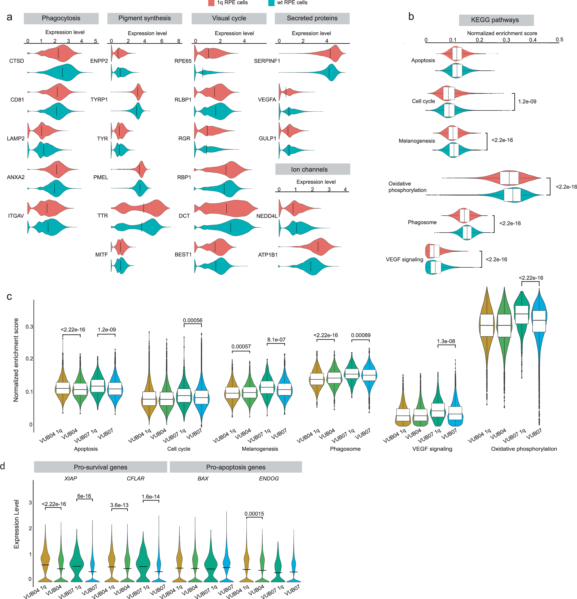 Fig. 3: Single-cell gene expression analysis of RPE with a gain of 1q shows discrete transcriptional changes.