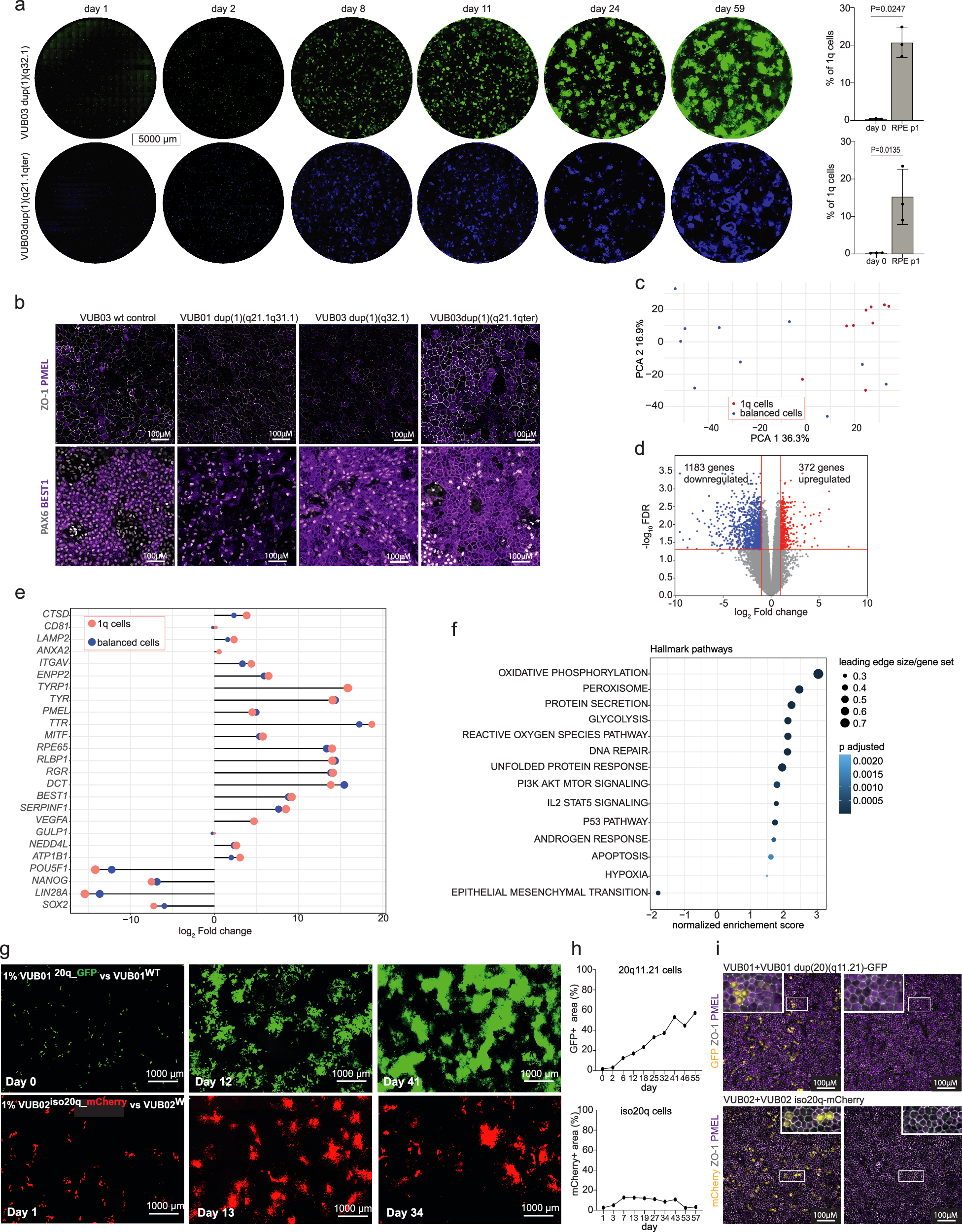Fig. 5: Cells with 1q and 20q11.21 gain outcompete wt cells during differentiation, but only RPE1q correctly specify despite showing transcriptomic signatures of aneuploidy-related stress.