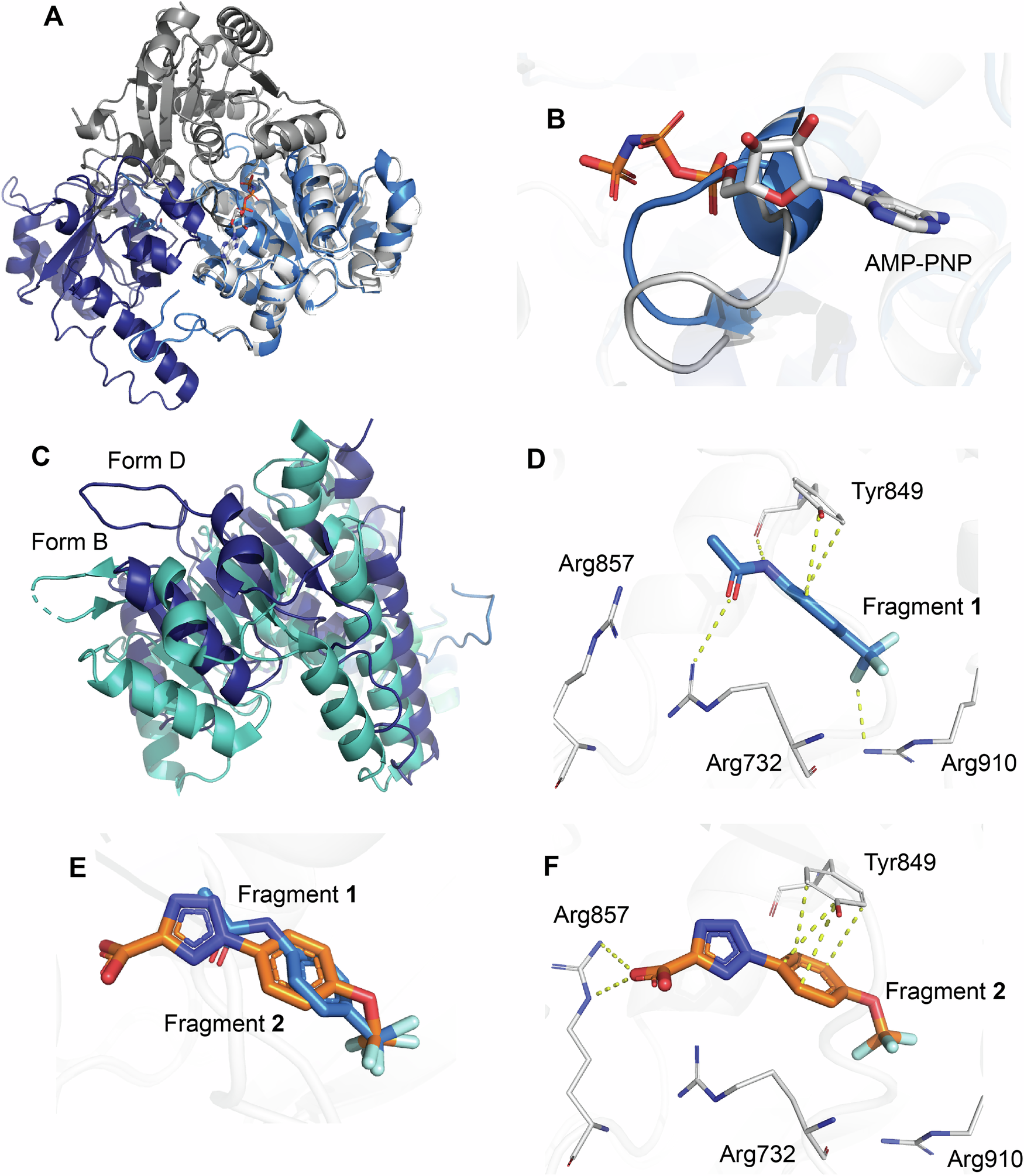 Fig. 5: Crystal structures of Form D with ligands of interest.