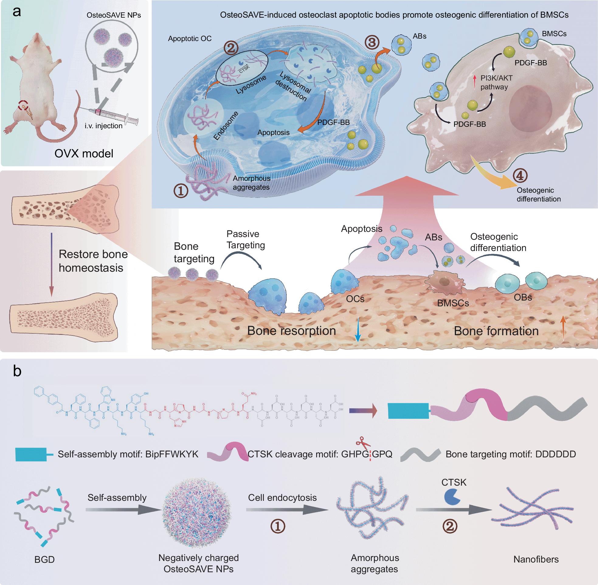 Fig. 1: The molecular design of OsteoSAVE-BGD nanoparticles for selective and targeted therapeutic systems.