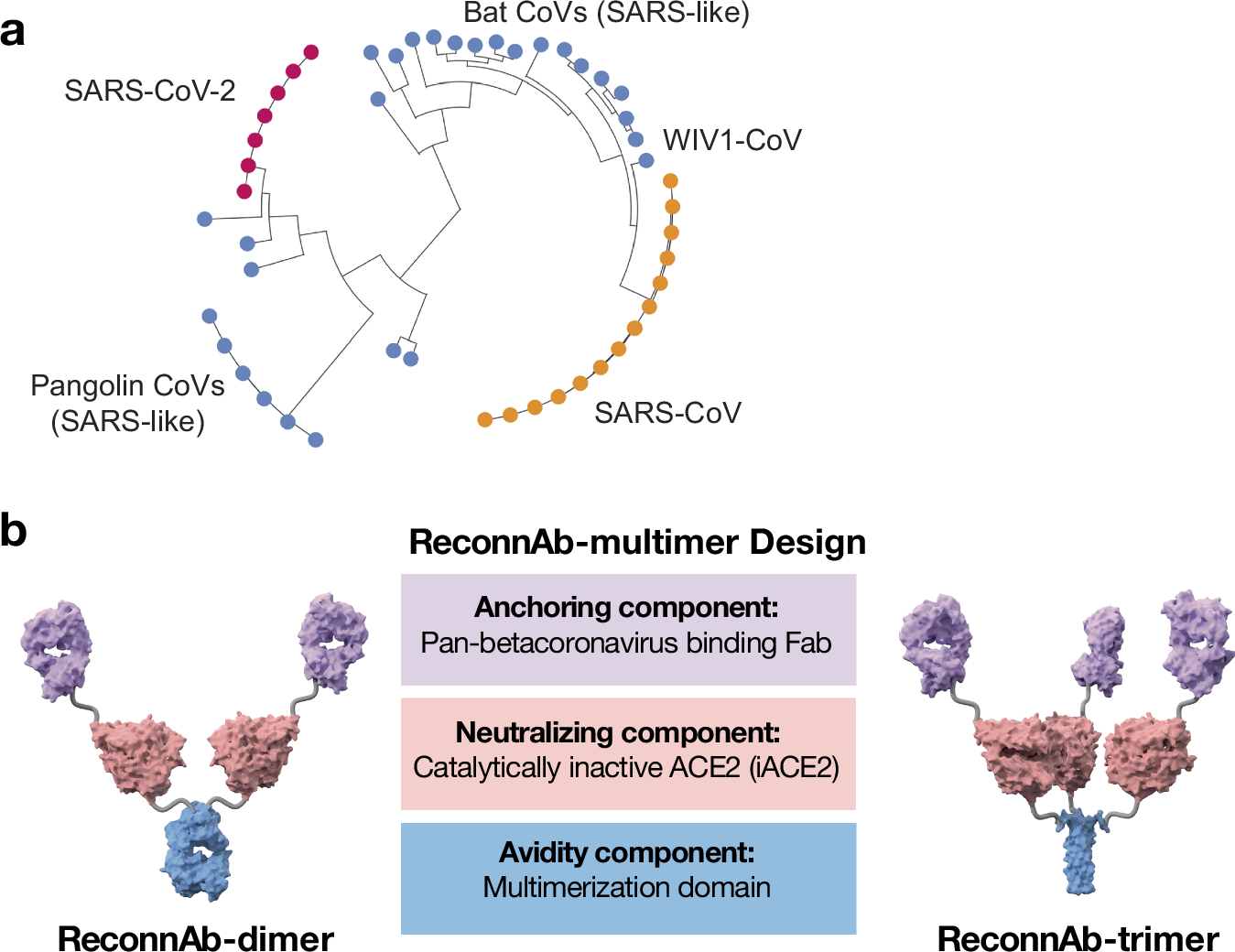 Fig. 1: Design of ACE2-tropic betacoronavirus therapeutics.