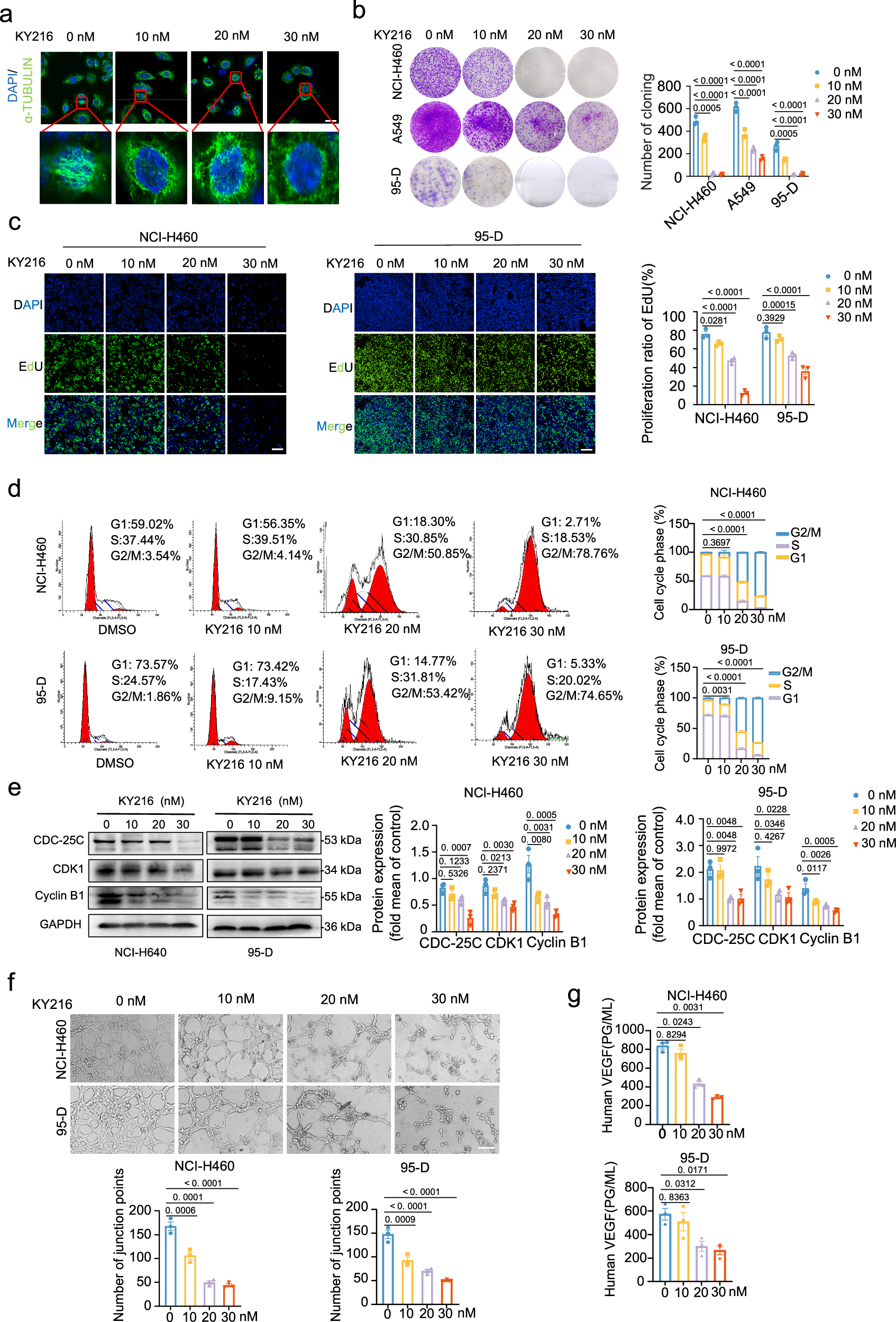 Fig. 2: KY216 effectively inhibits the progression of NSCLC in vitro.