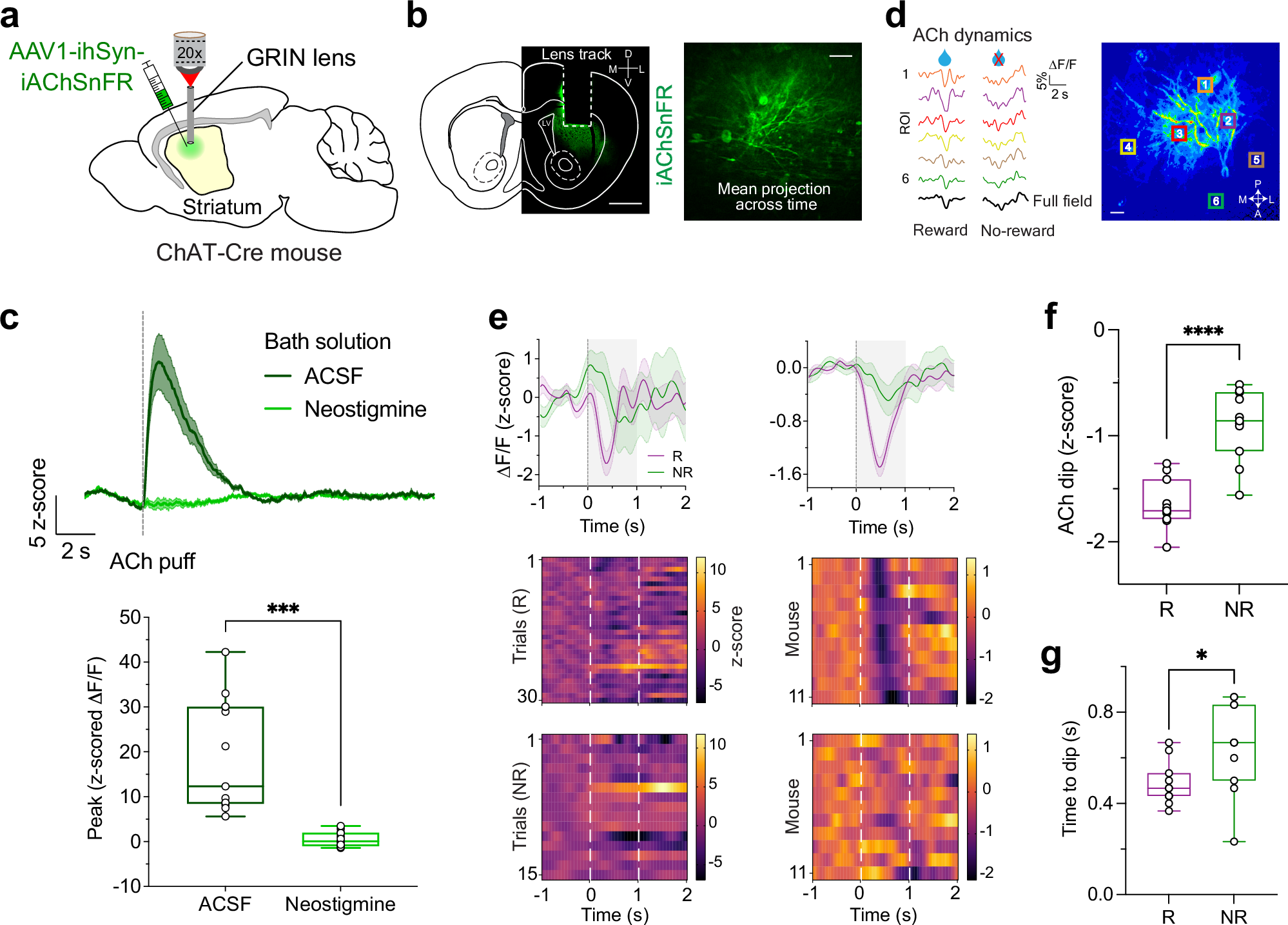 Fig. 2: Two-photon imaging of DS ACh transients show reward-related signals.