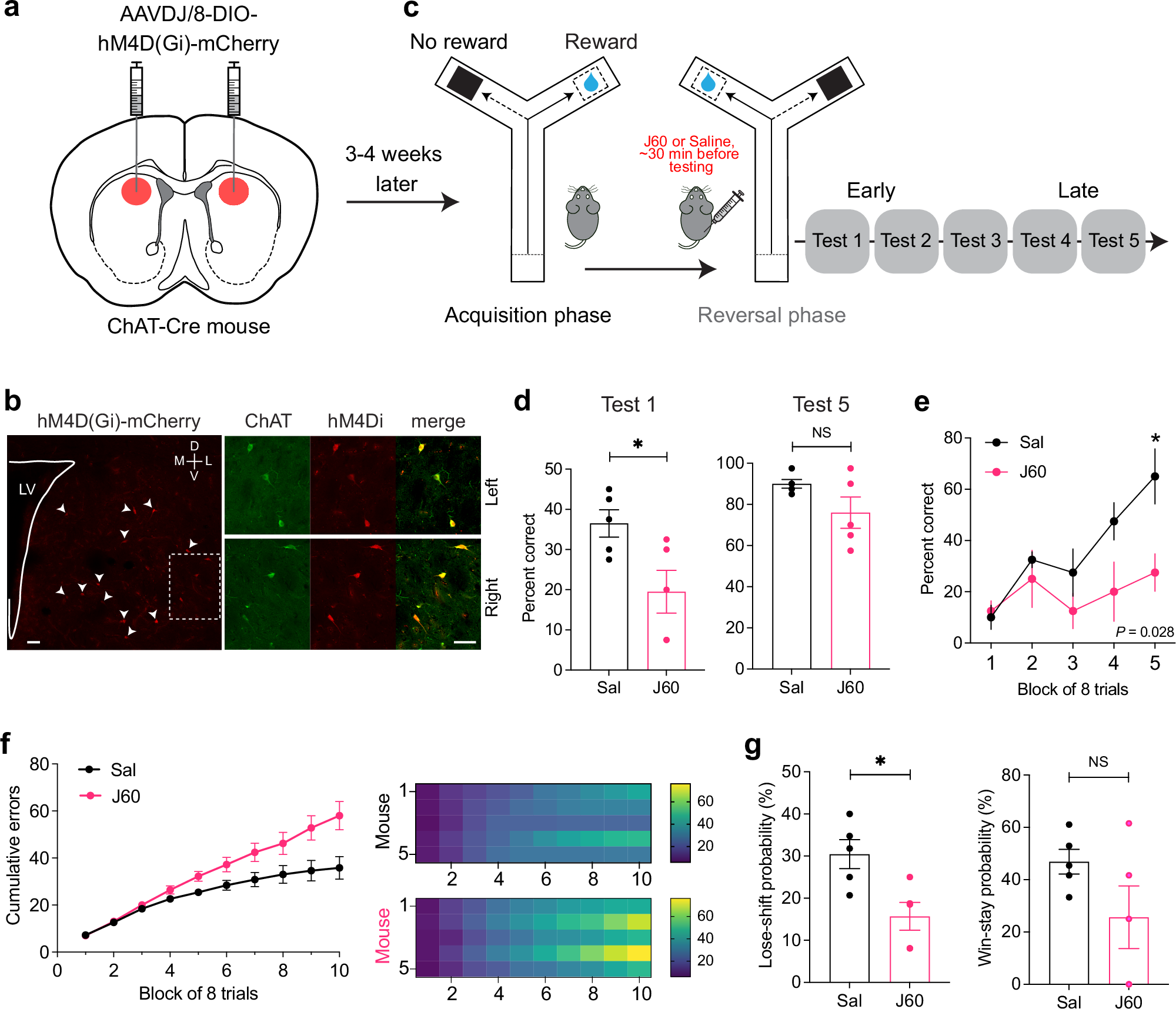 Fig. 6: Inhibition of striatal CINs impairs lose-shift behavior.