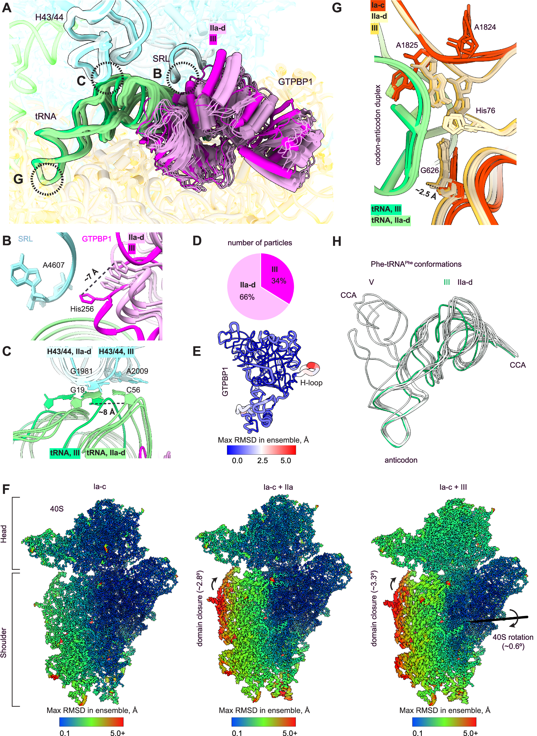 Fig. 3: GTPBP1•aa-tRNA•GDPCP adopts different conformations on the ribosome.