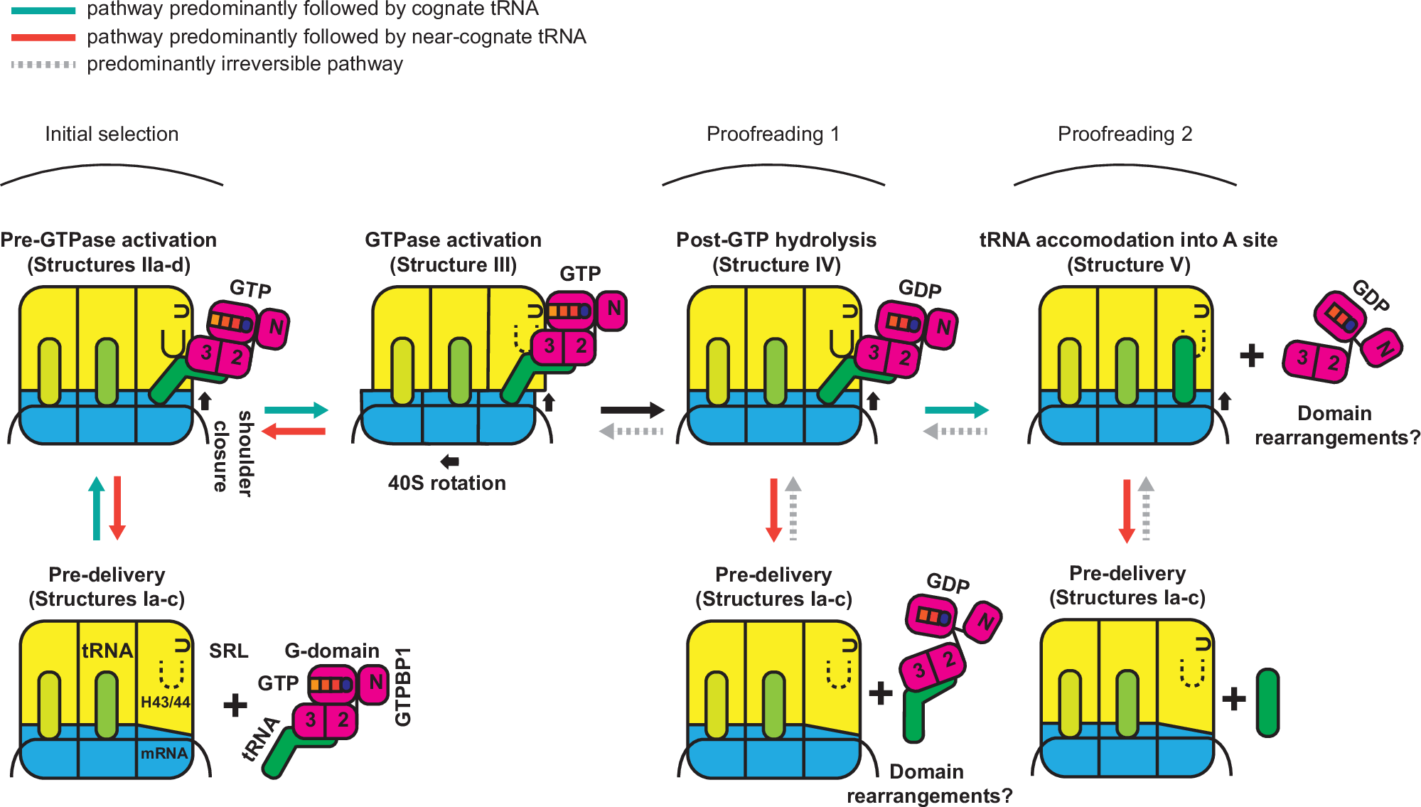 Fig. 6: The scheme of GTPBP1-catalyzed mRNA decoding.